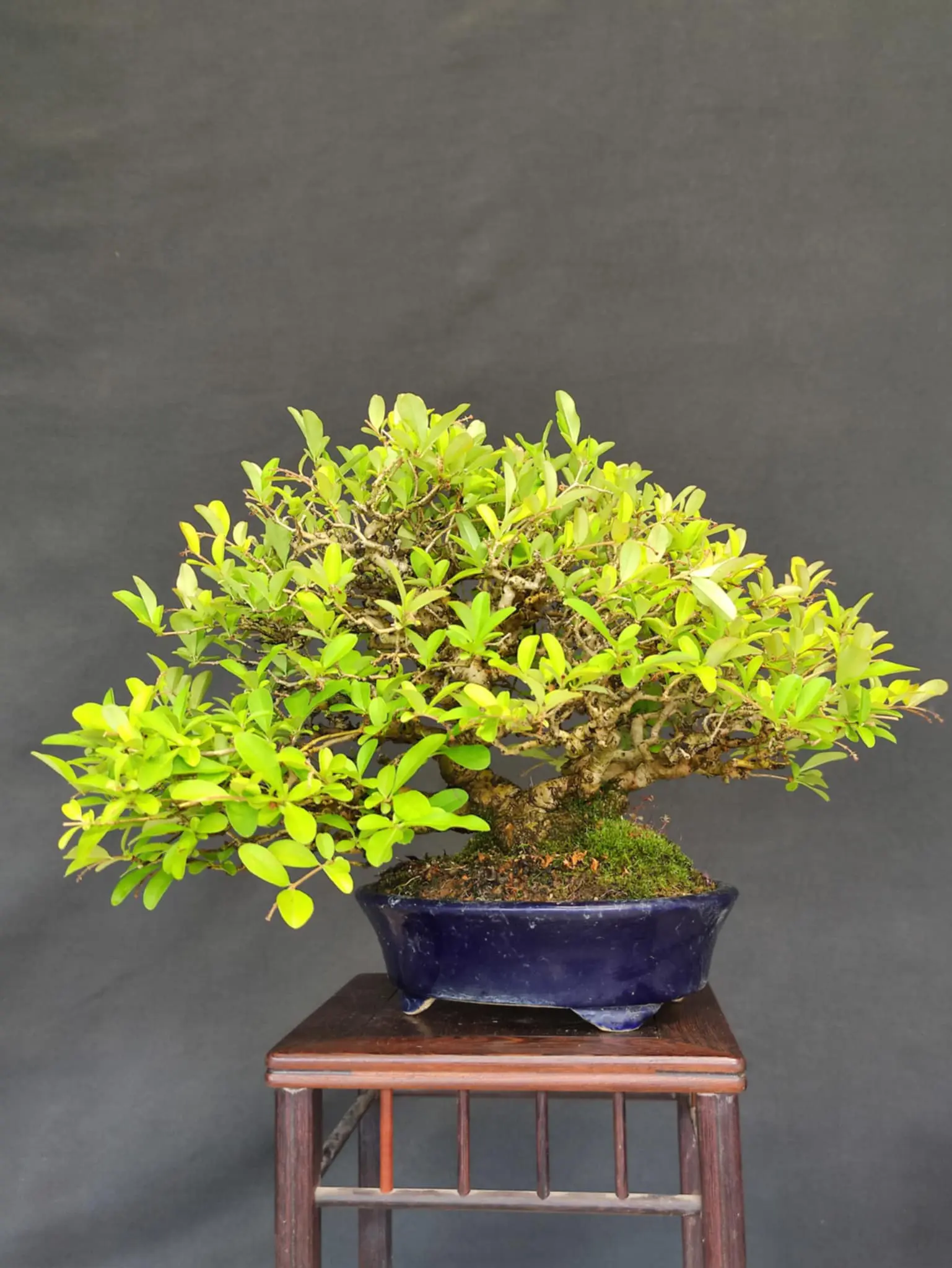 Ligustrum obtusifolium Canada Bonsai