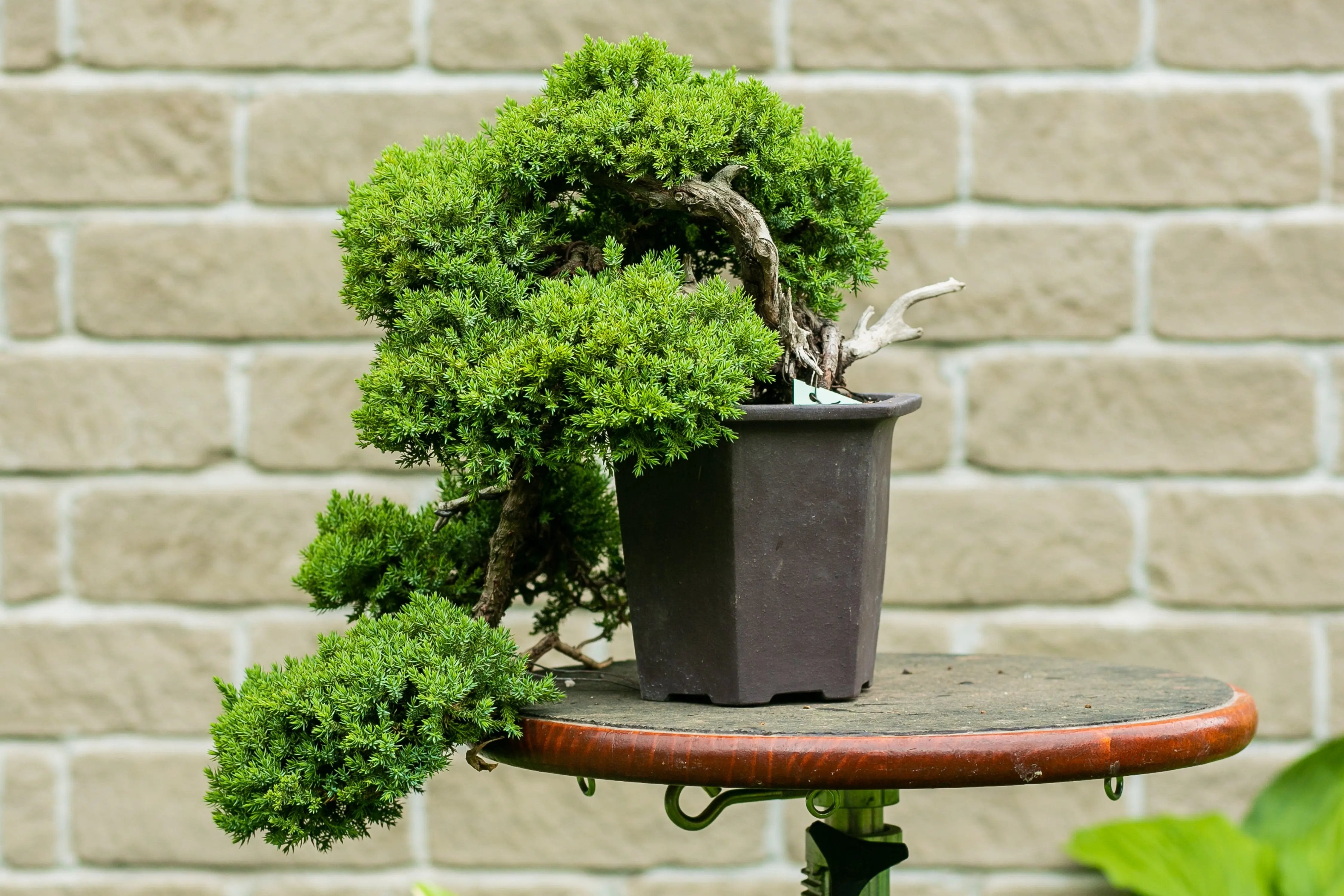 Juniperus procumbens Canada Bonsai