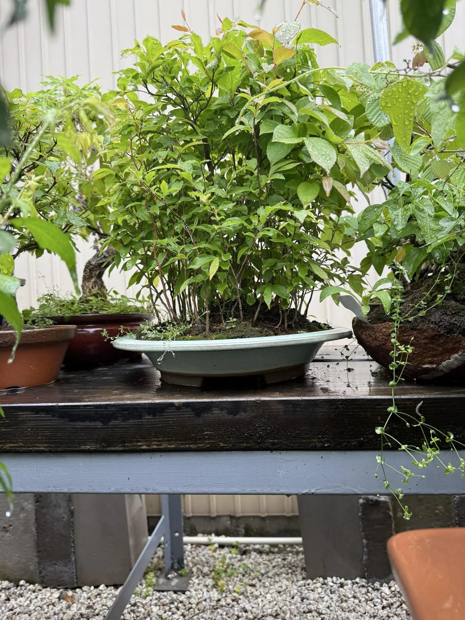 Stewartia monadelpha Canada Bonsai