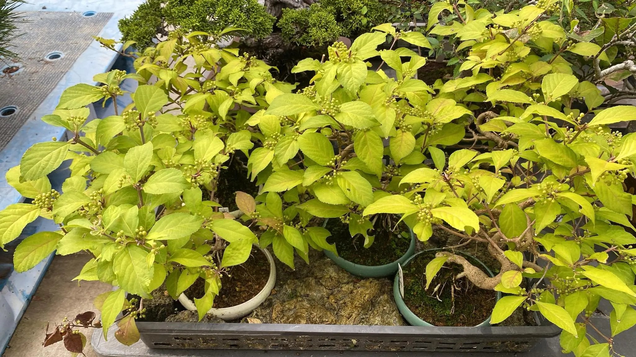 Callicarpa japonica (Toyoda-san) Canada Bonsai