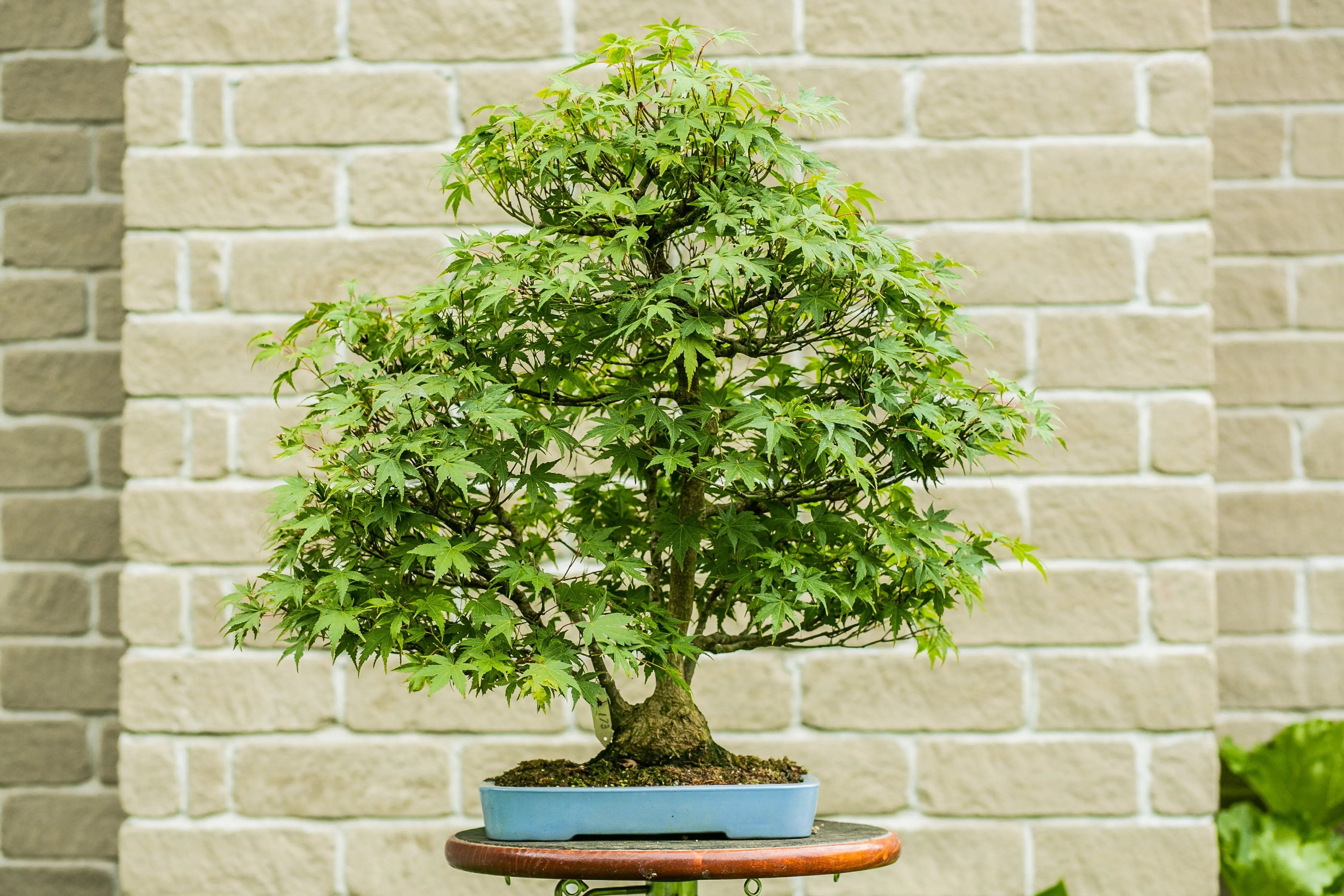 Acer palmatum Canada Bonsai