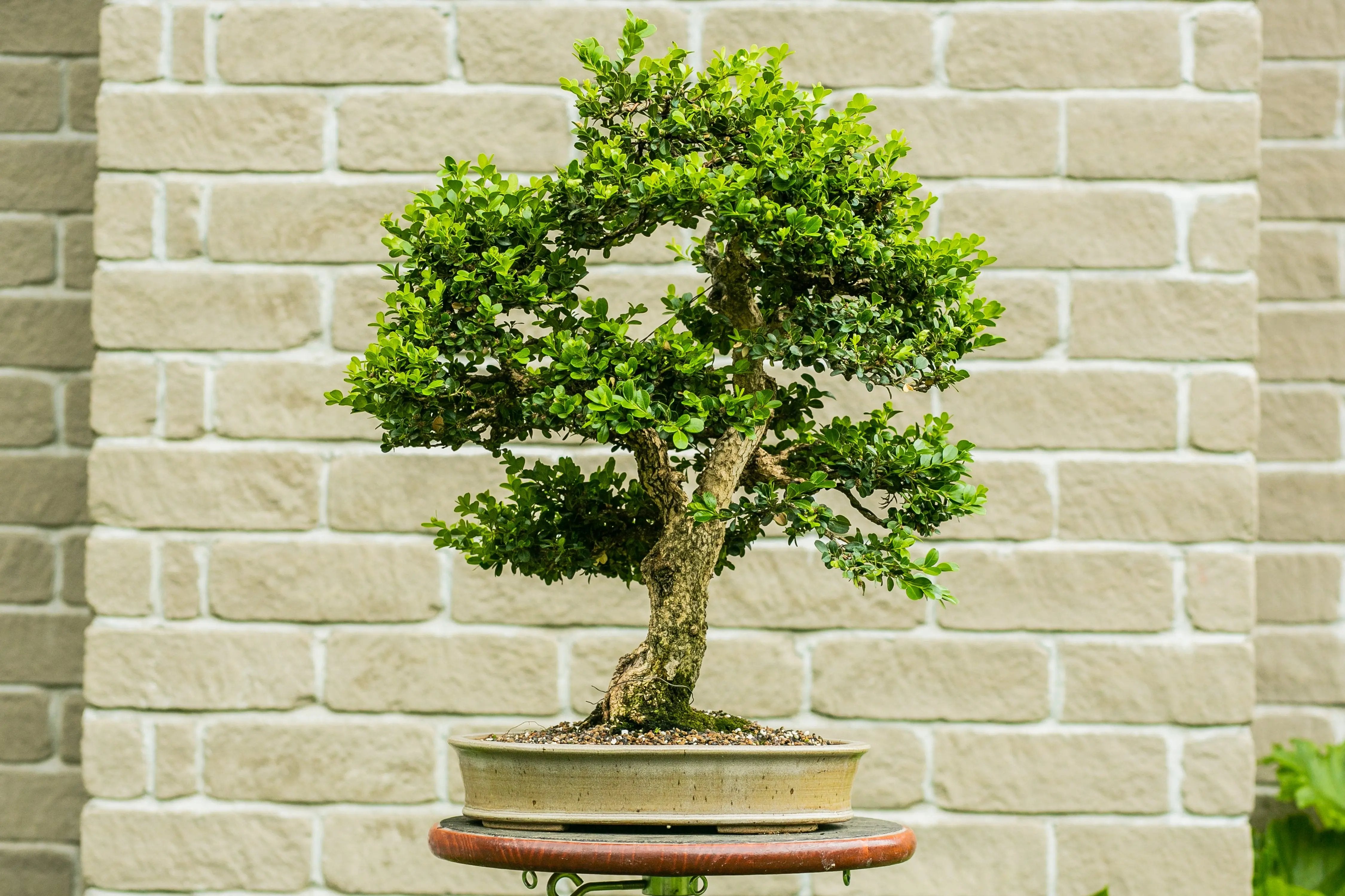 Buxus Canada Bonsai