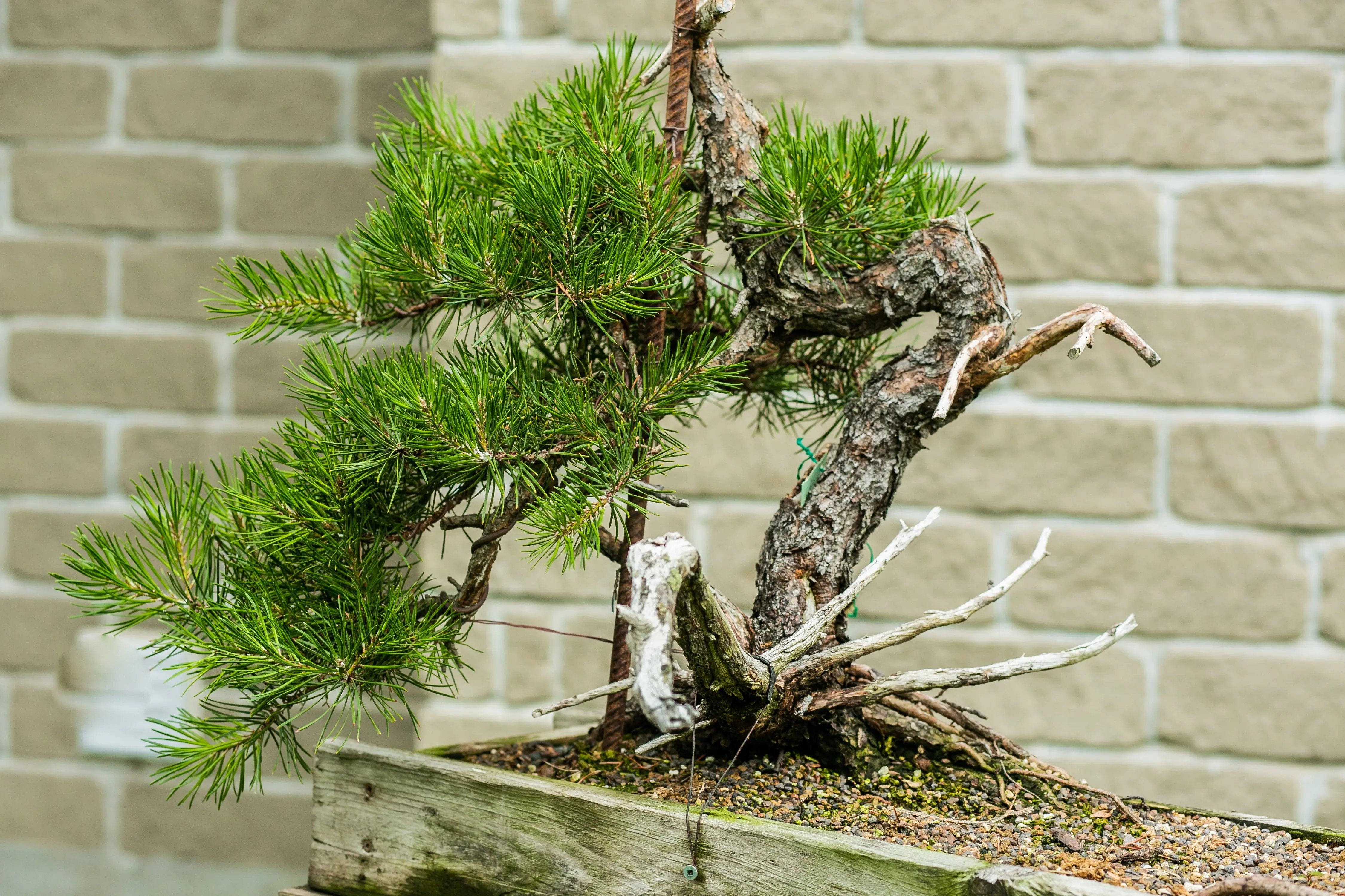 Pinus banksiana Canada Bonsai