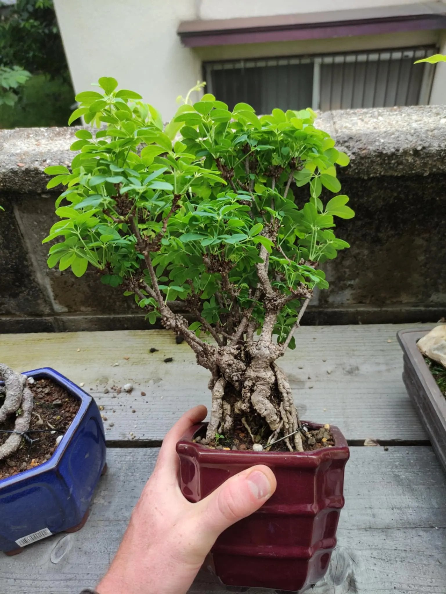 Akebia Canada Bonsai