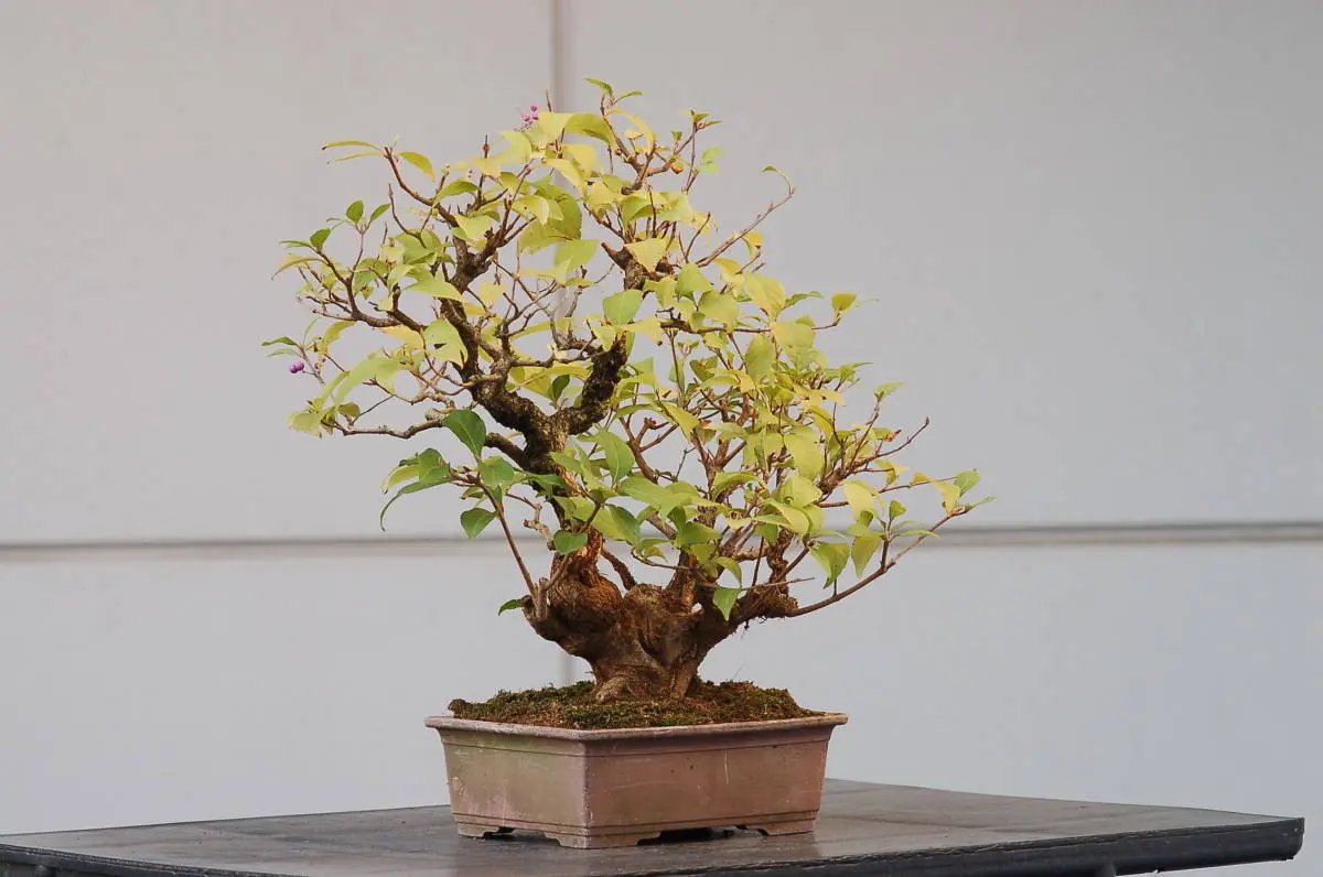 Callicarpa #11 Canada Bonsai