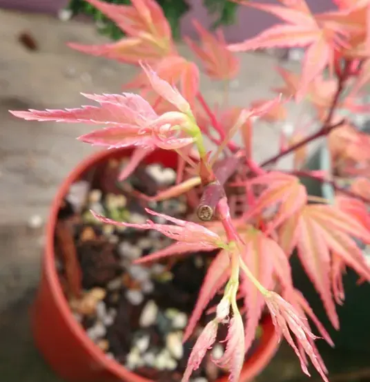 Acer palmatum 'Beni Chidori' (2026) Canada Bonsai