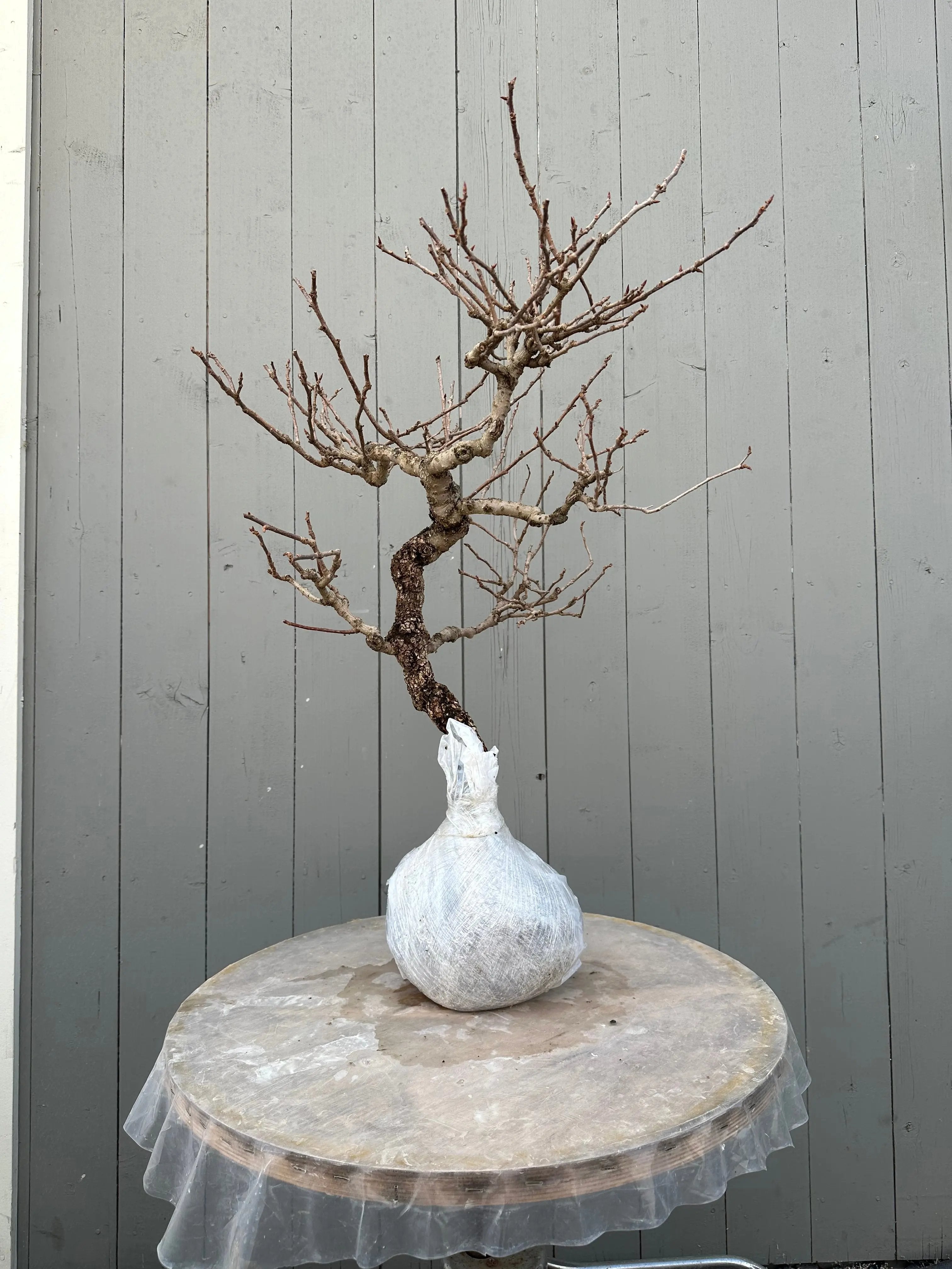 Kadsura #1 Canada Bonsai