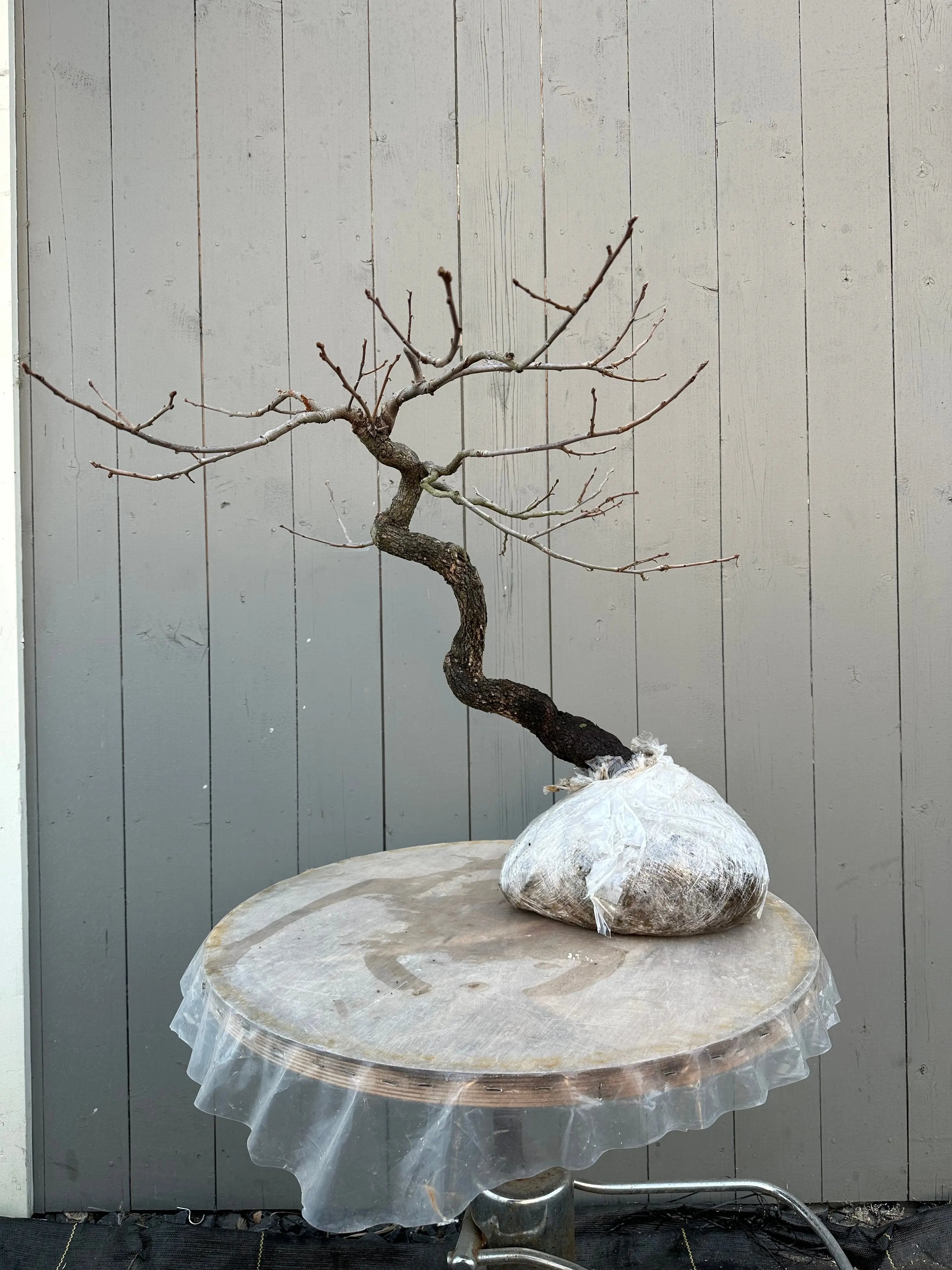 Diospyros (wild) #1 Canada Bonsai