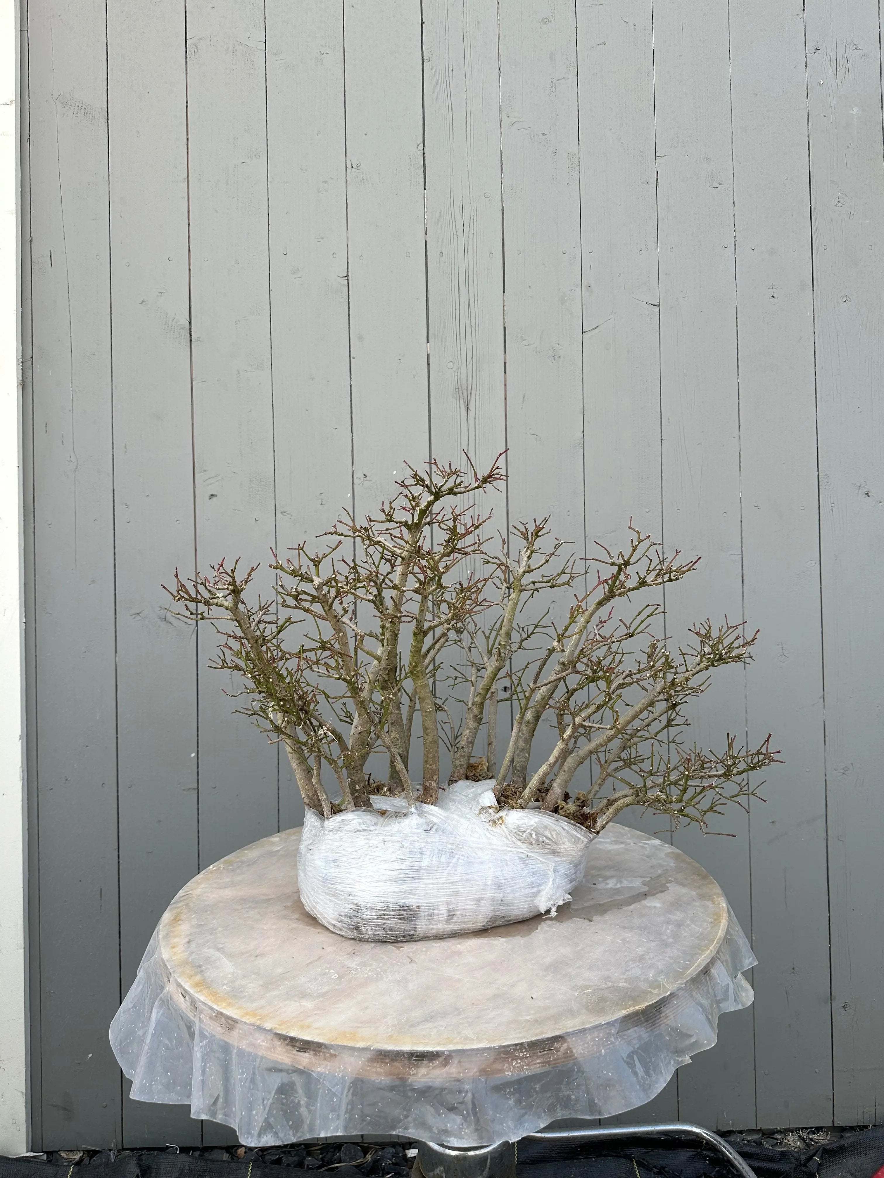 Euonymus #4 Canada Bonsai