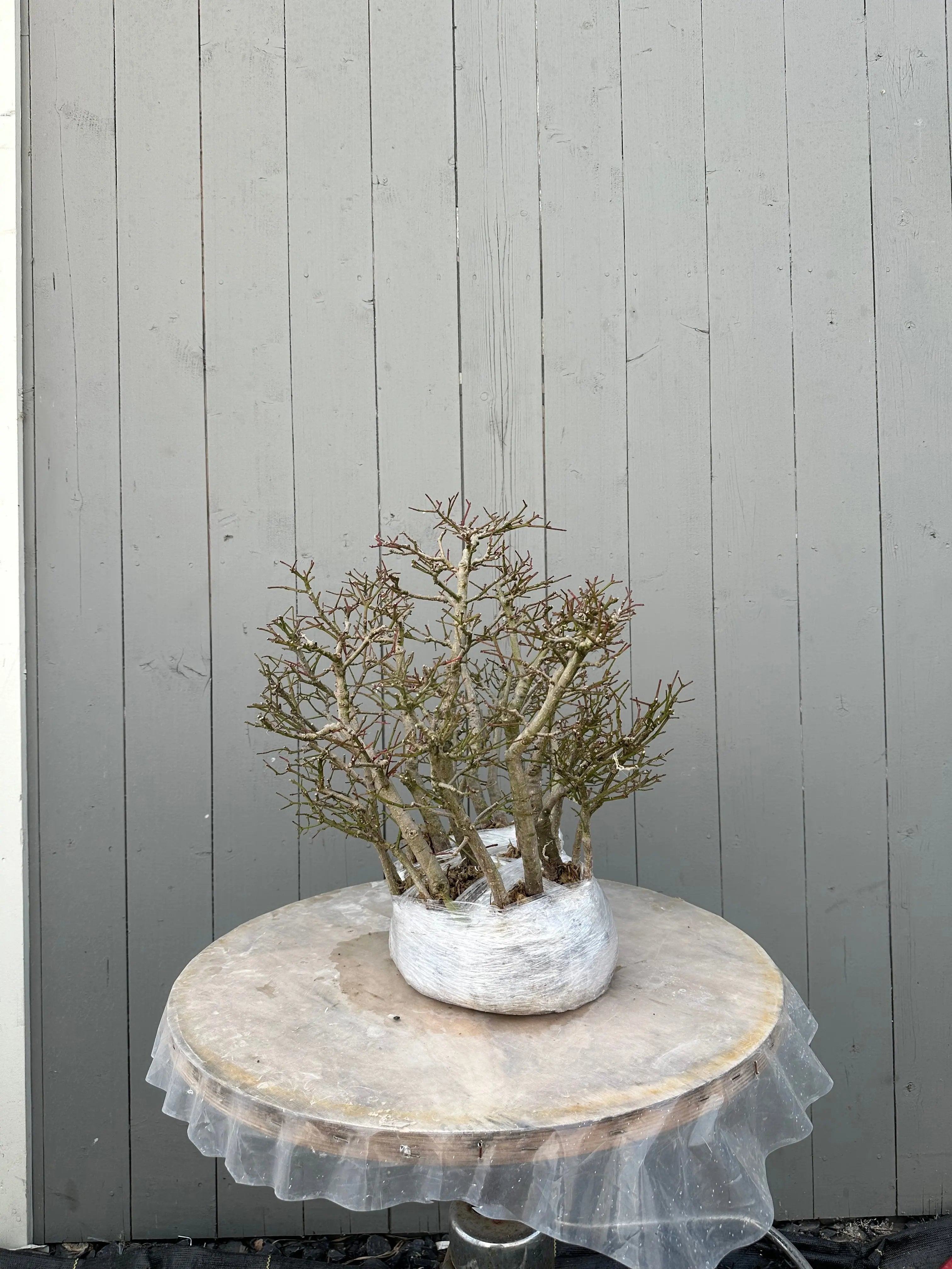 Euonymus #4 Canada Bonsai