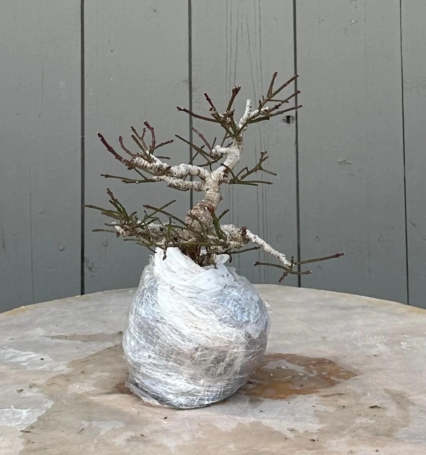 Euonymus #5 Canada Bonsai