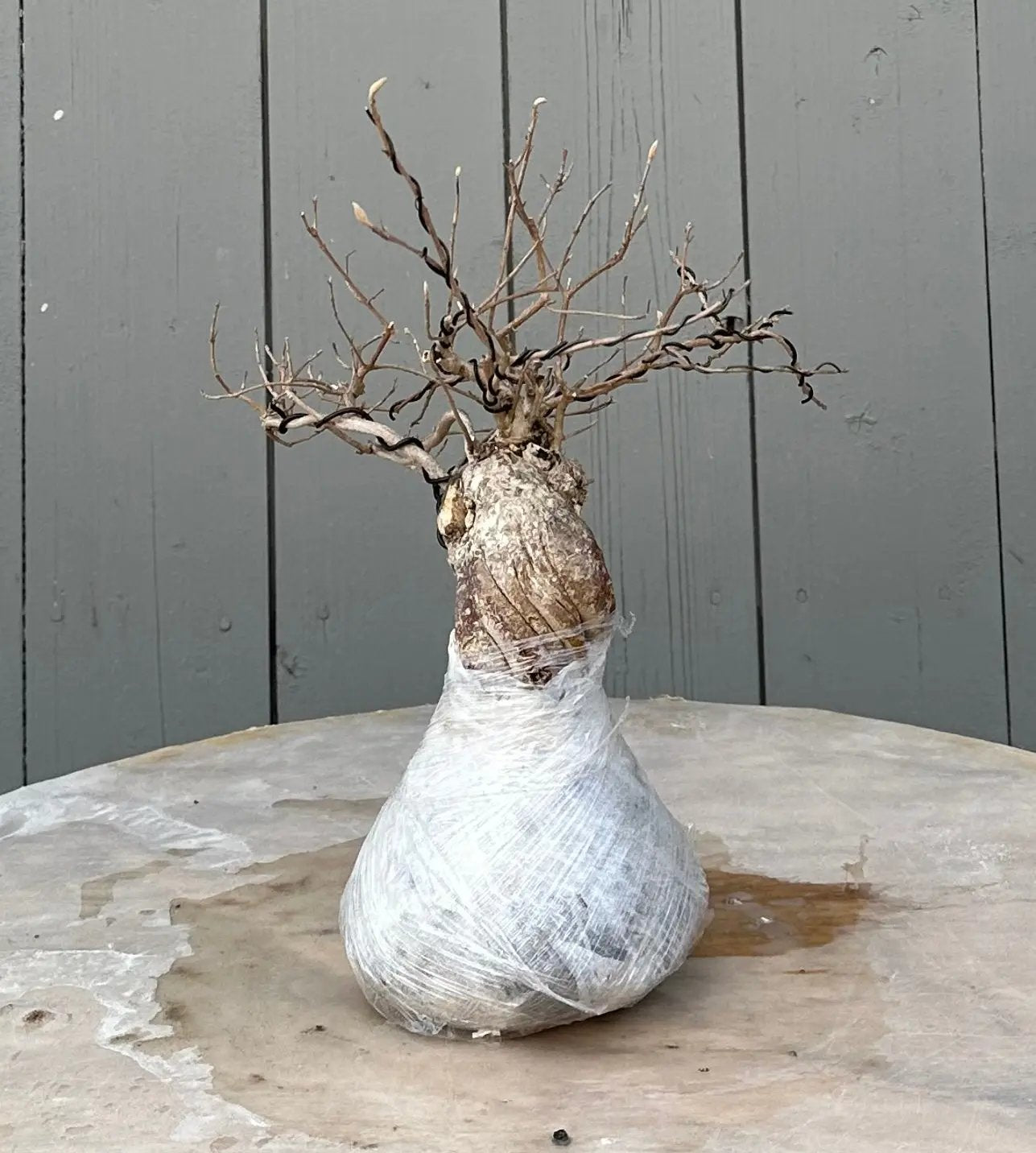 Callicarpa #10 Canada Bonsai