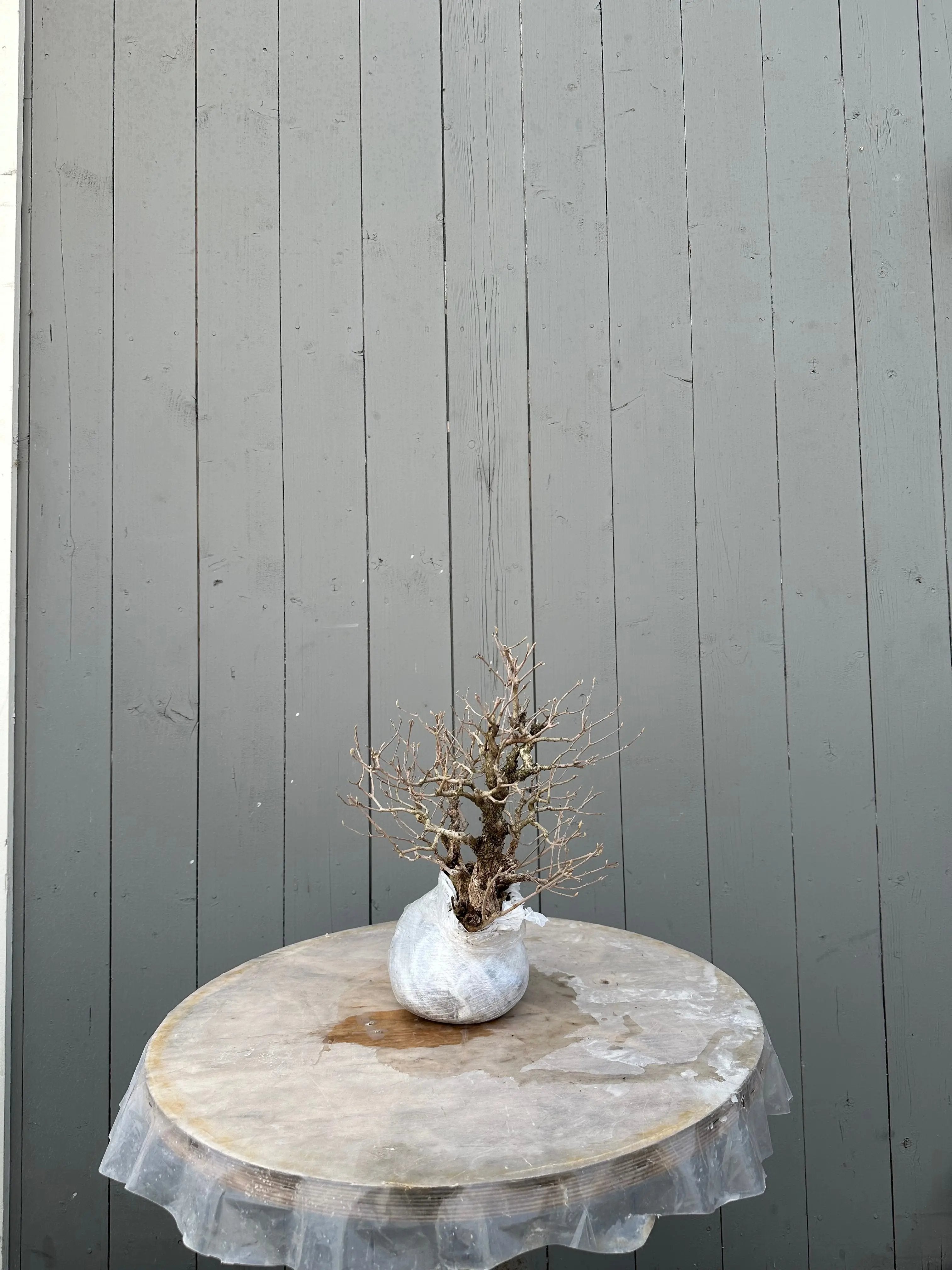 Callicarpa #11 Canada Bonsai