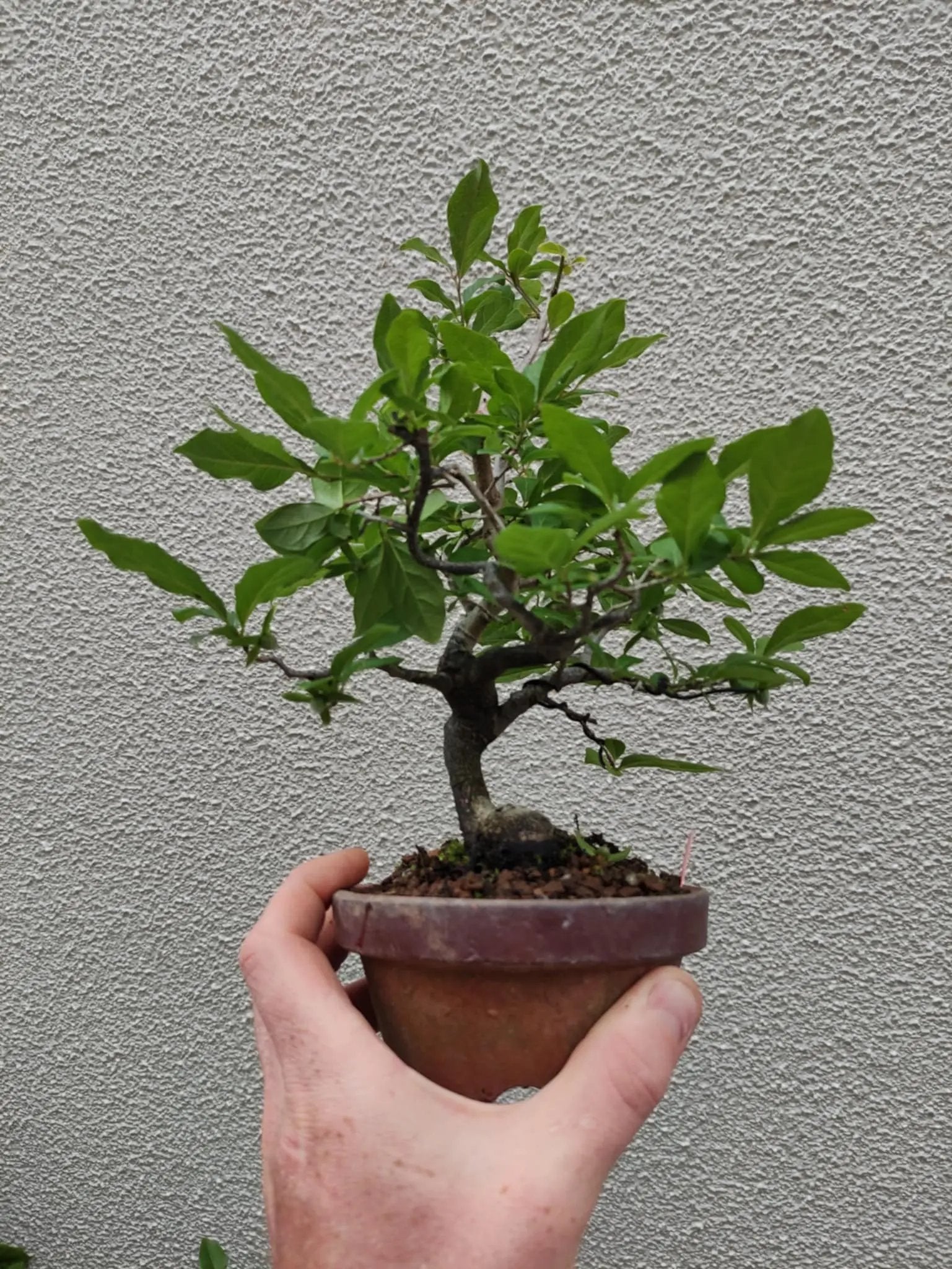 Diospyros rhombifolia Canada Bonsai