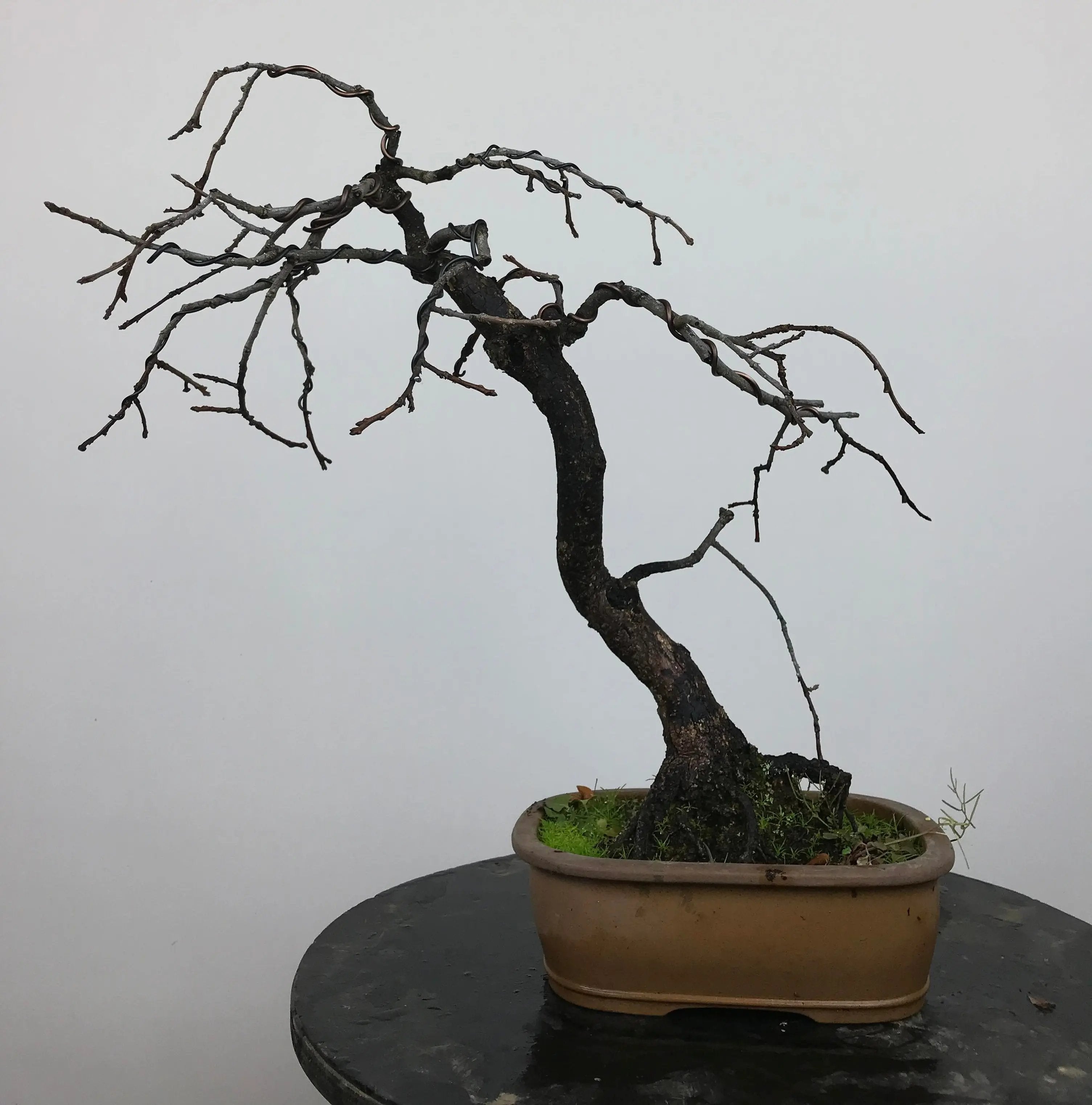 Diospyros (wild) #2 Canada Bonsai