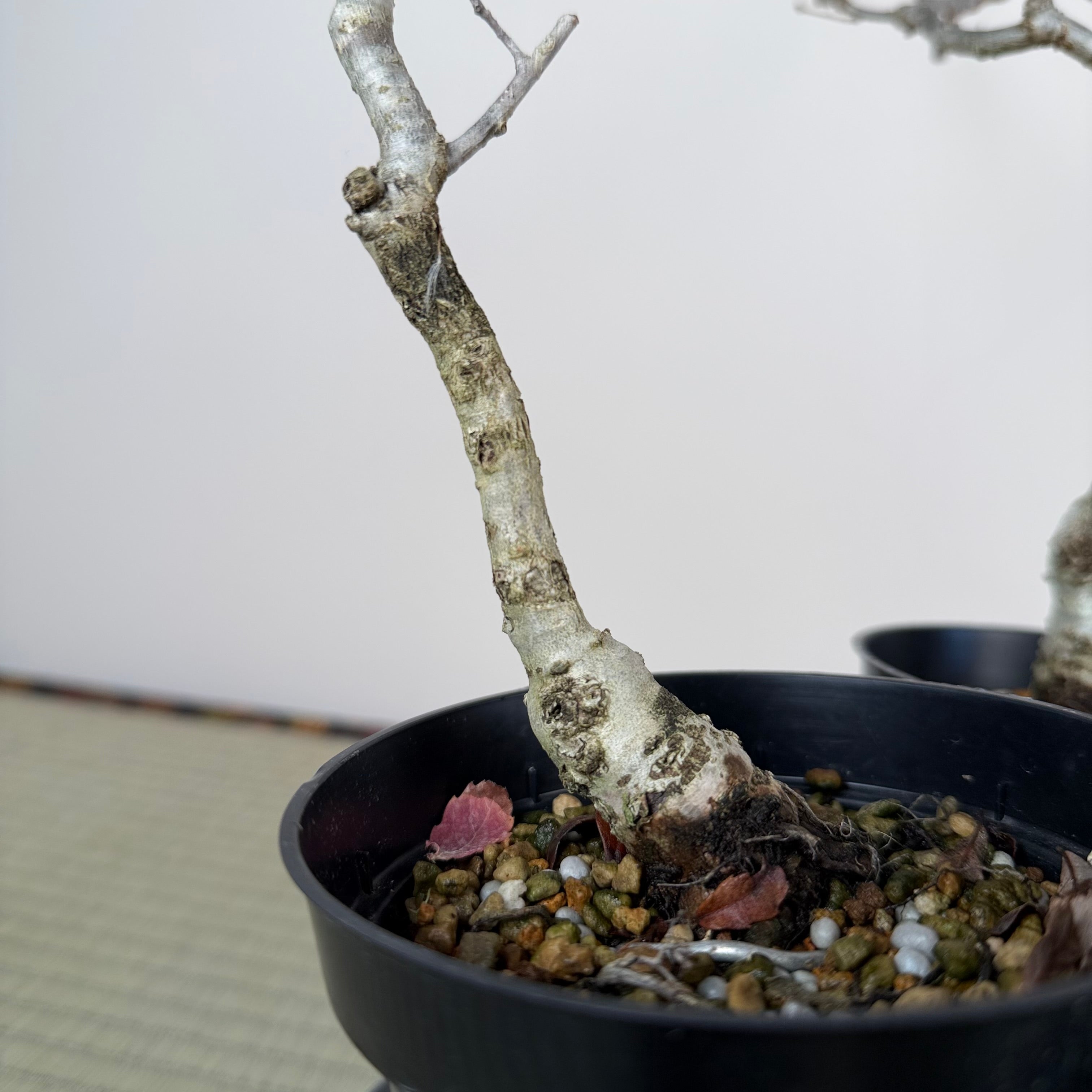 Quercus serrata (pruned)