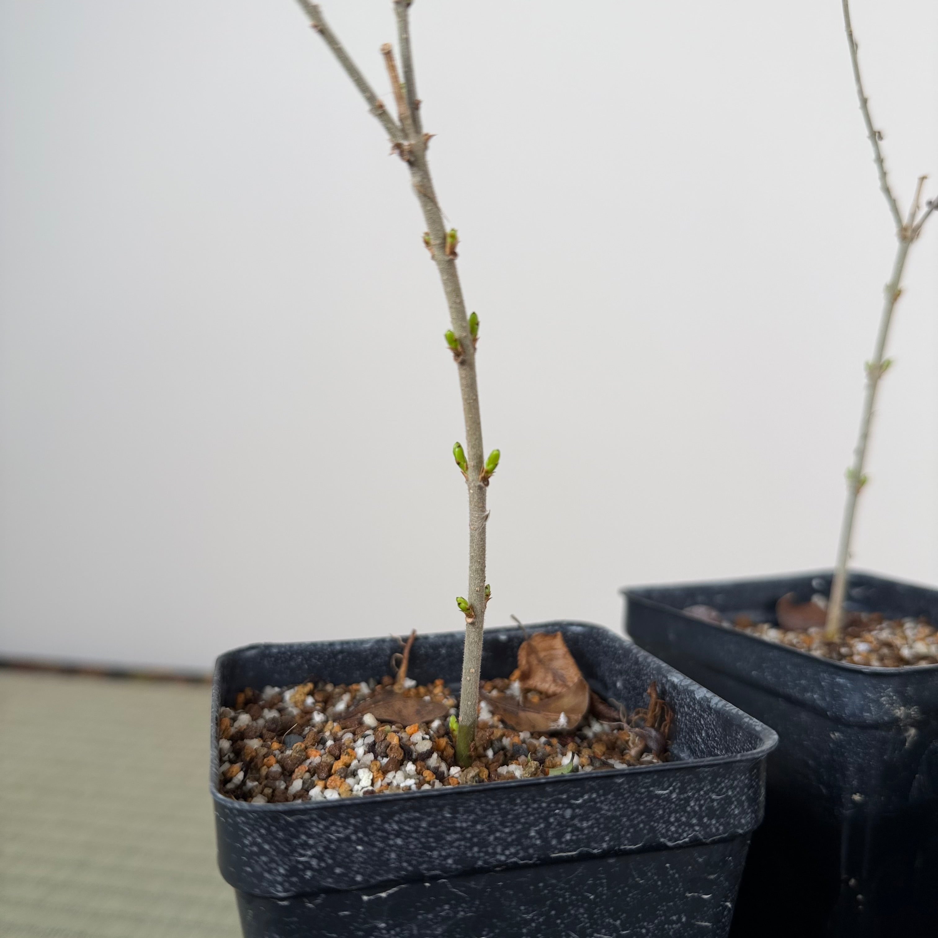 Ligustrum (Cuttings)