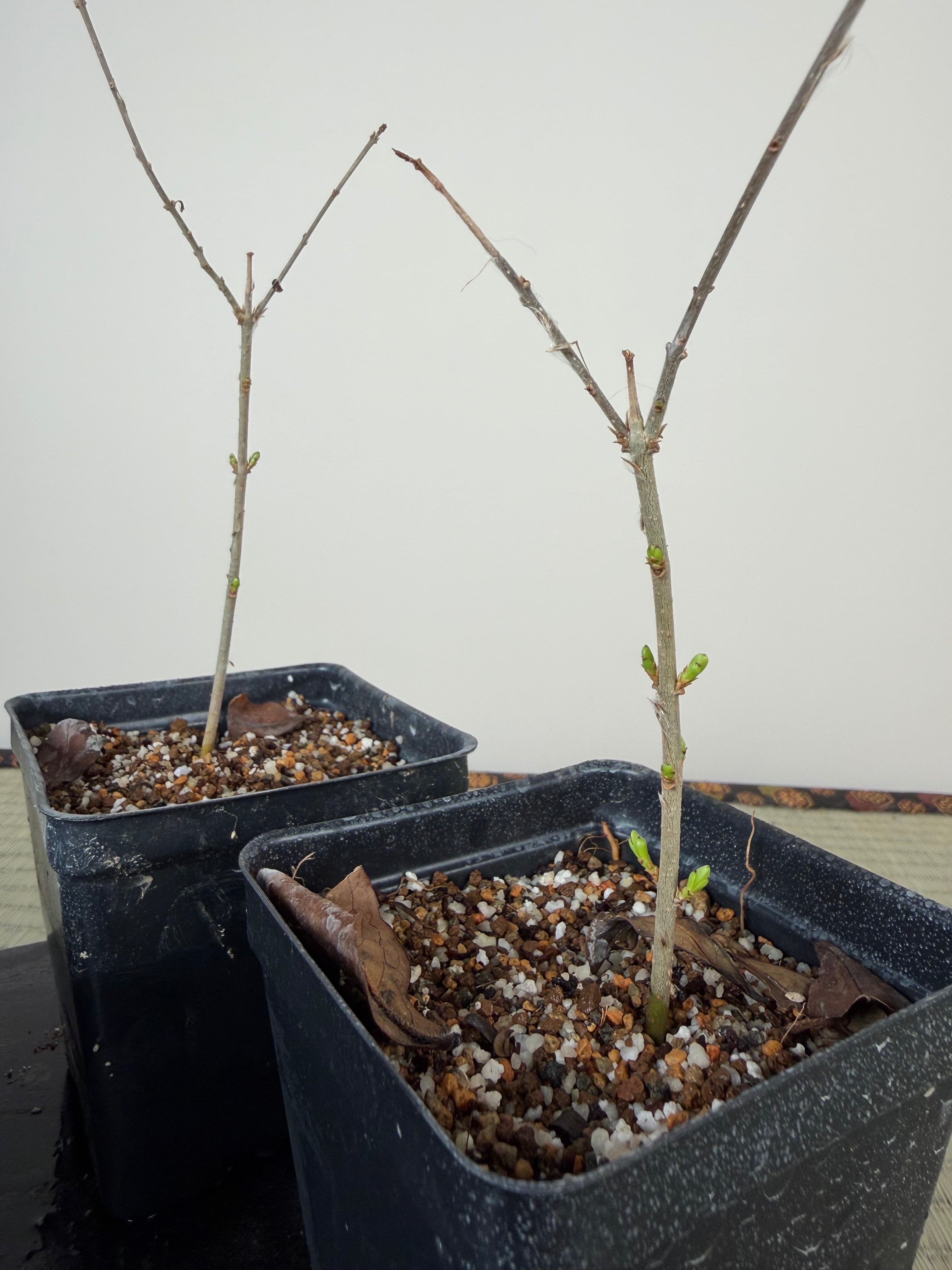 Ligustrum (Cuttings)