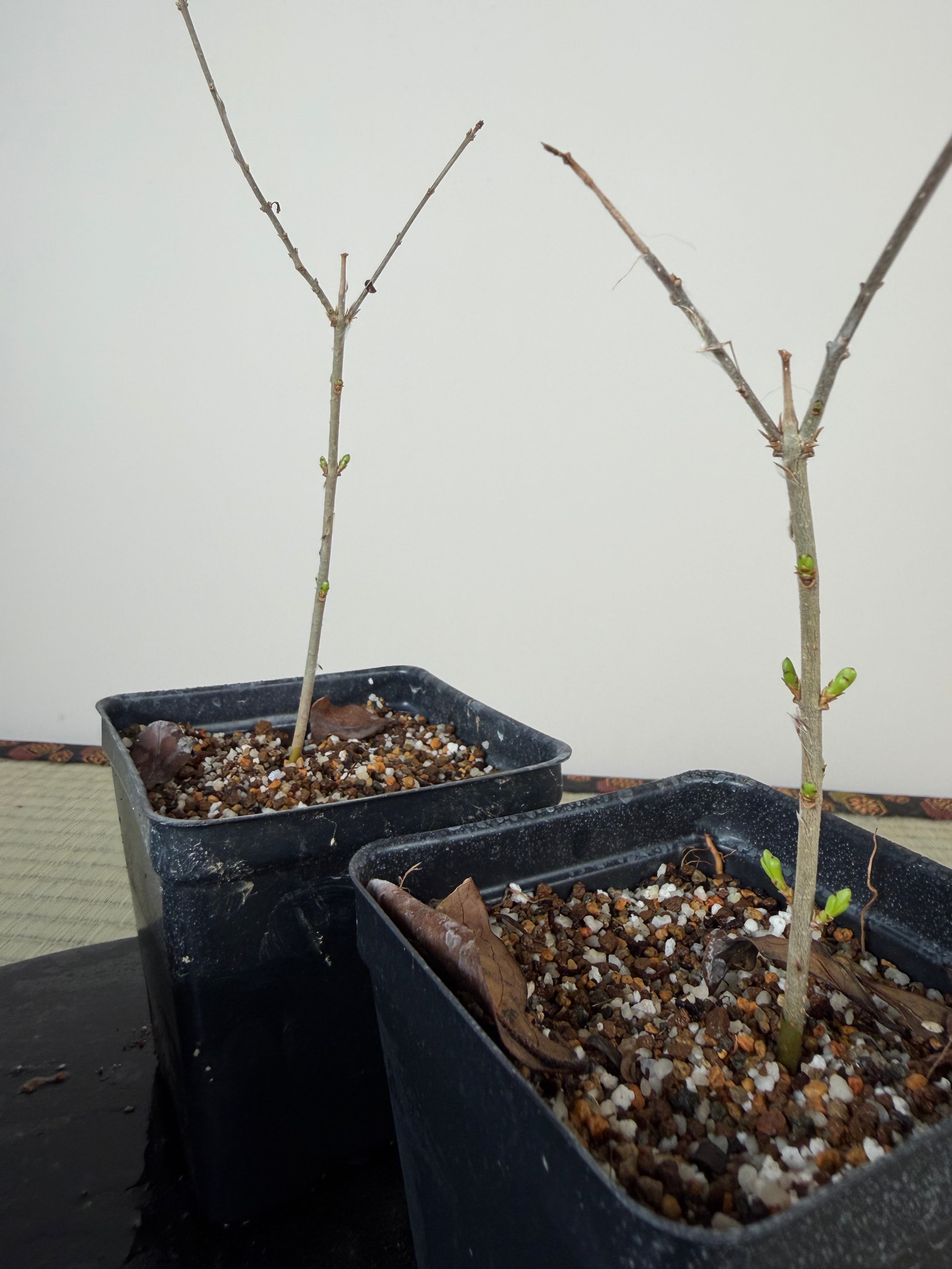 Ligustrum (Cuttings)