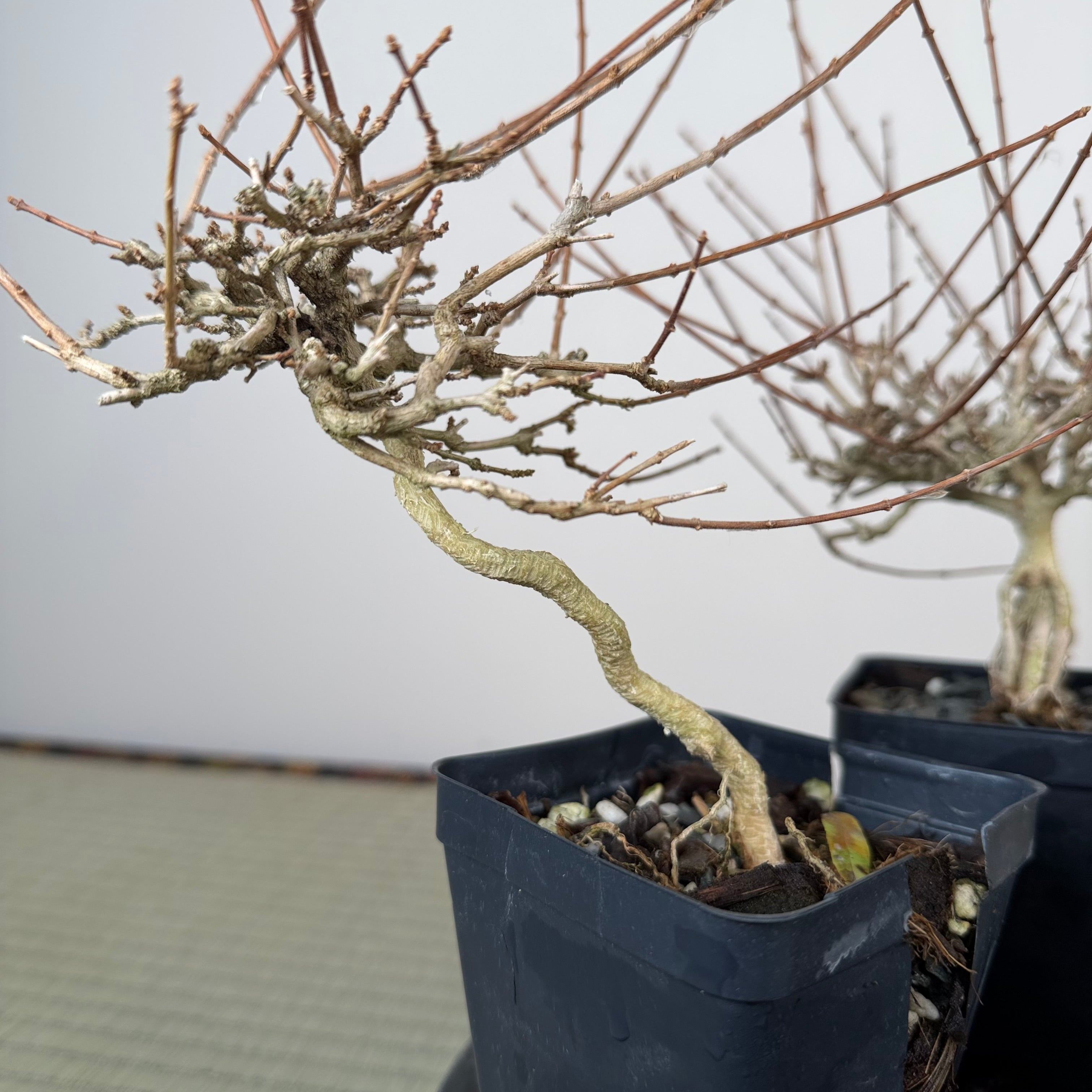 Premna japonica (large)