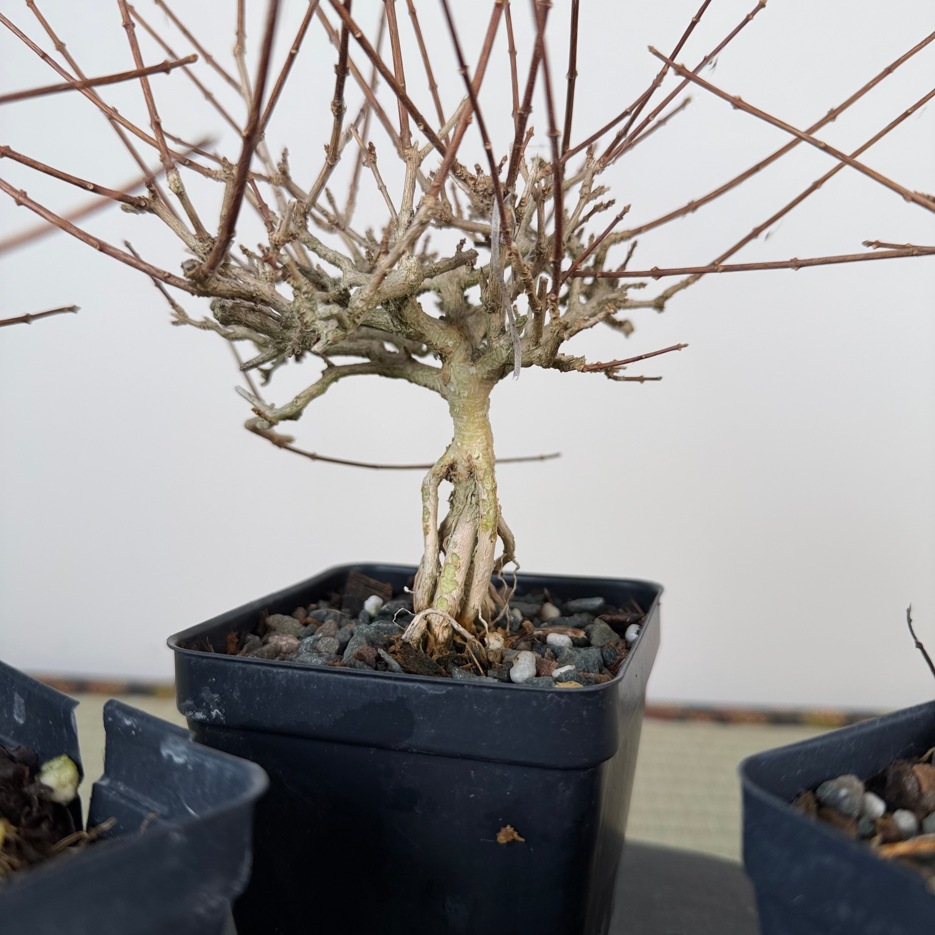 Premna japonica (large)