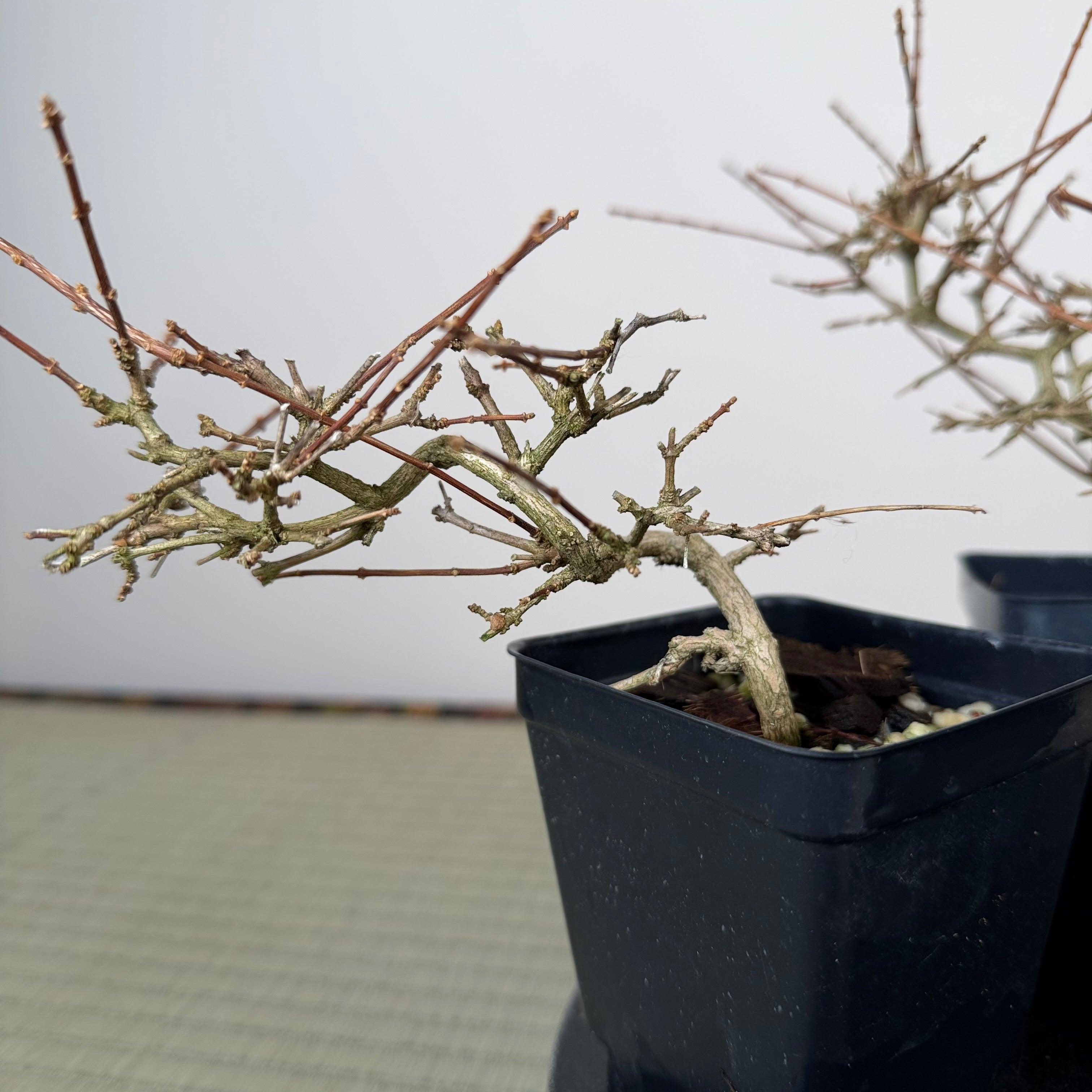 Premna japonica (medium)