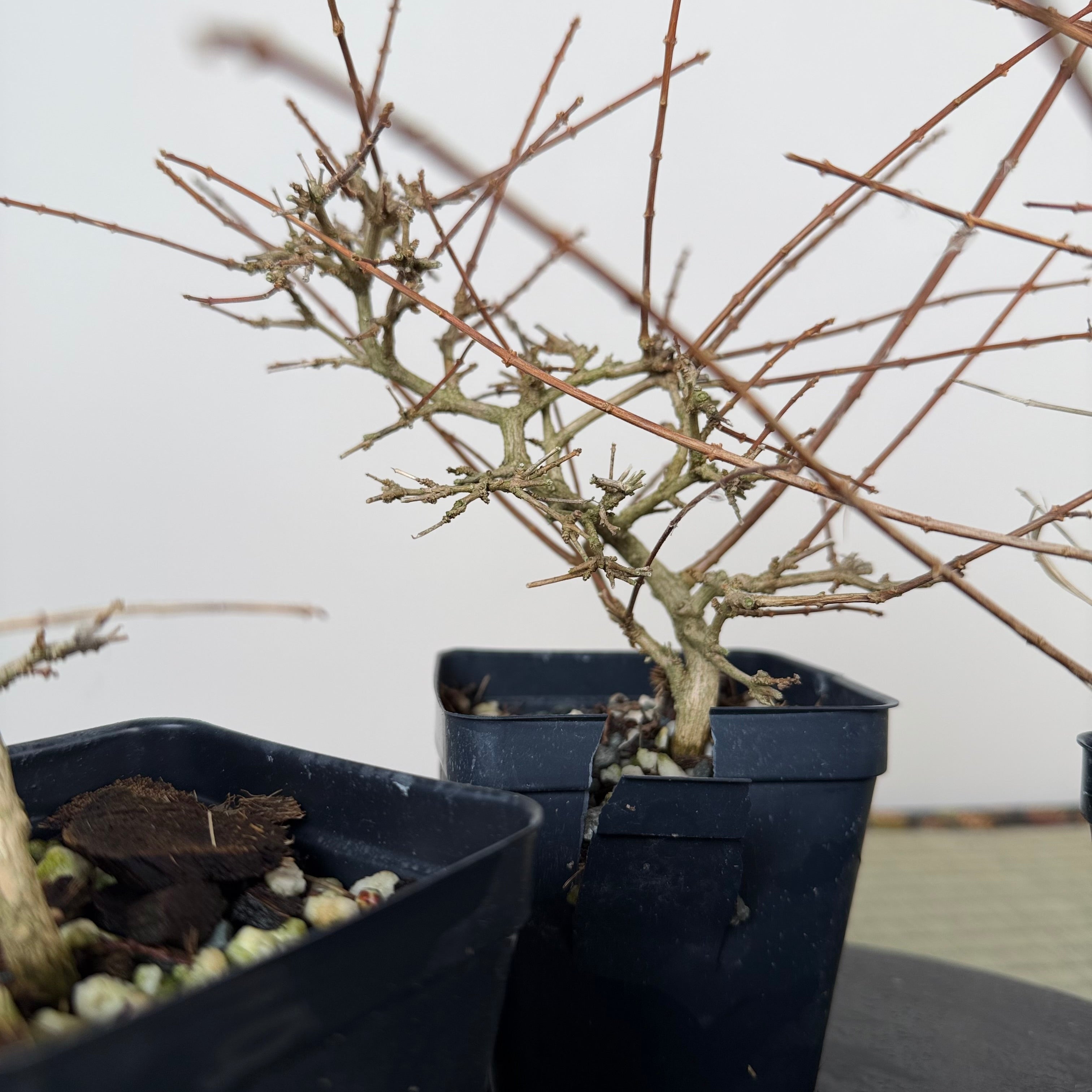 Premna japonica (medium)