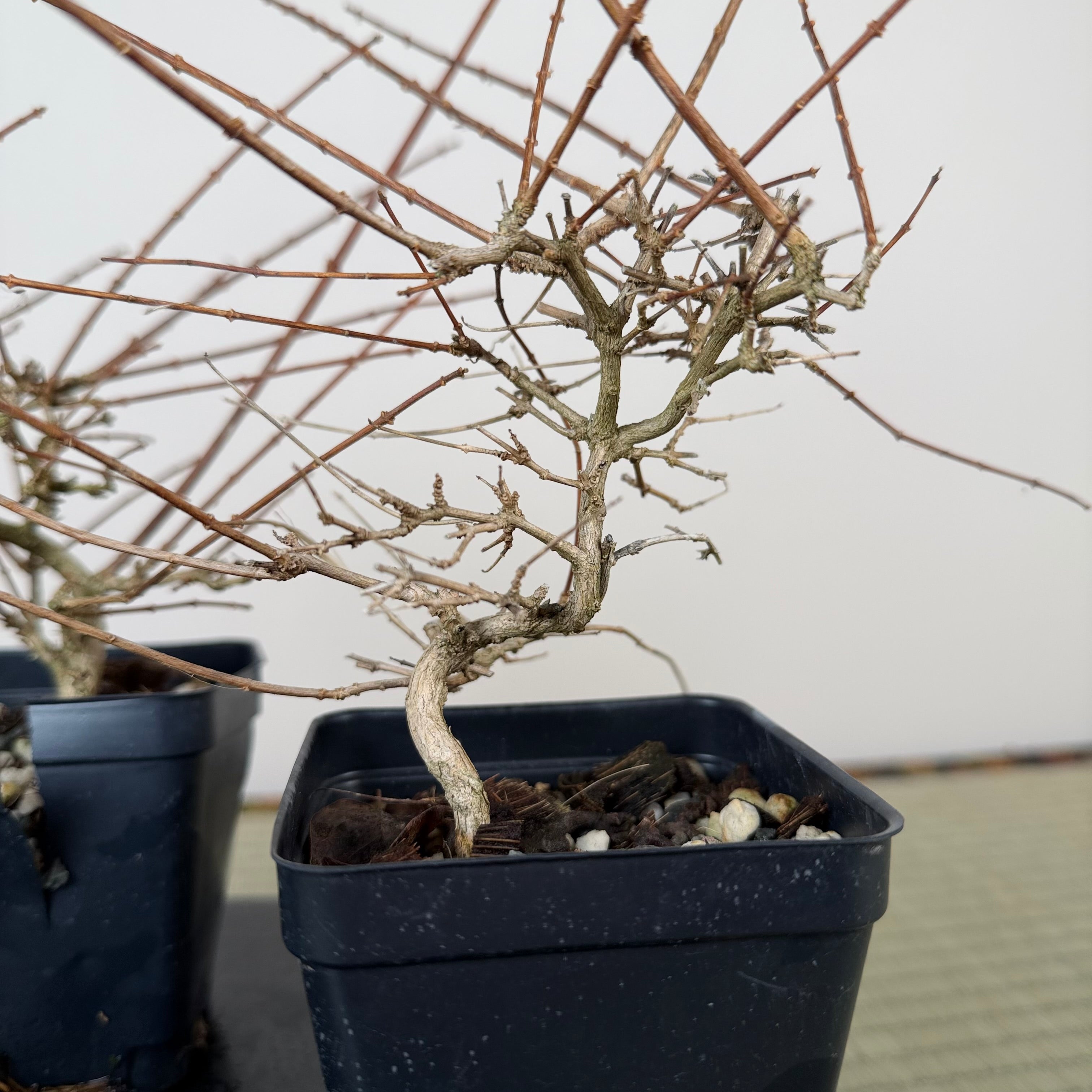 Premna japonica (medium)