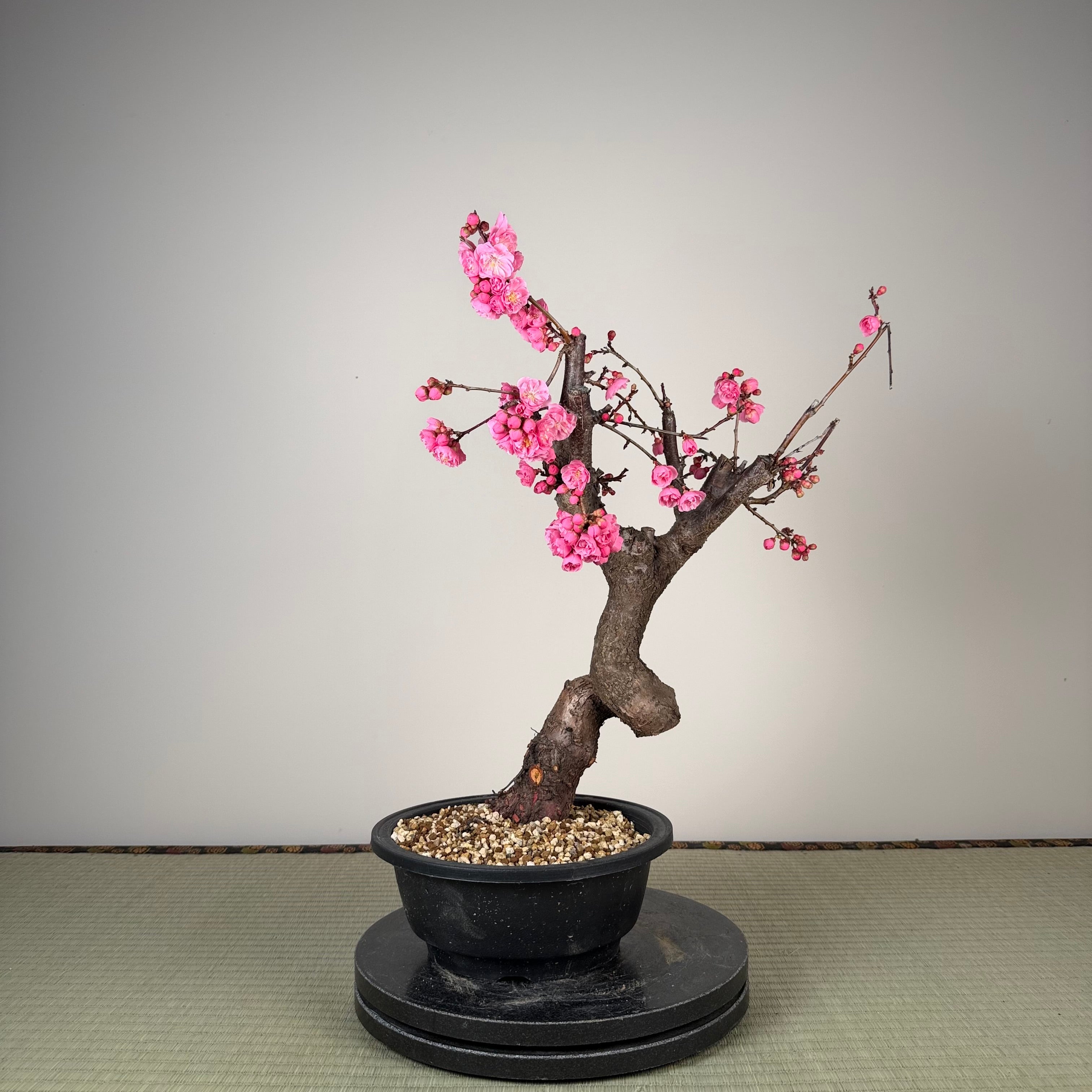 Glycine floribunda