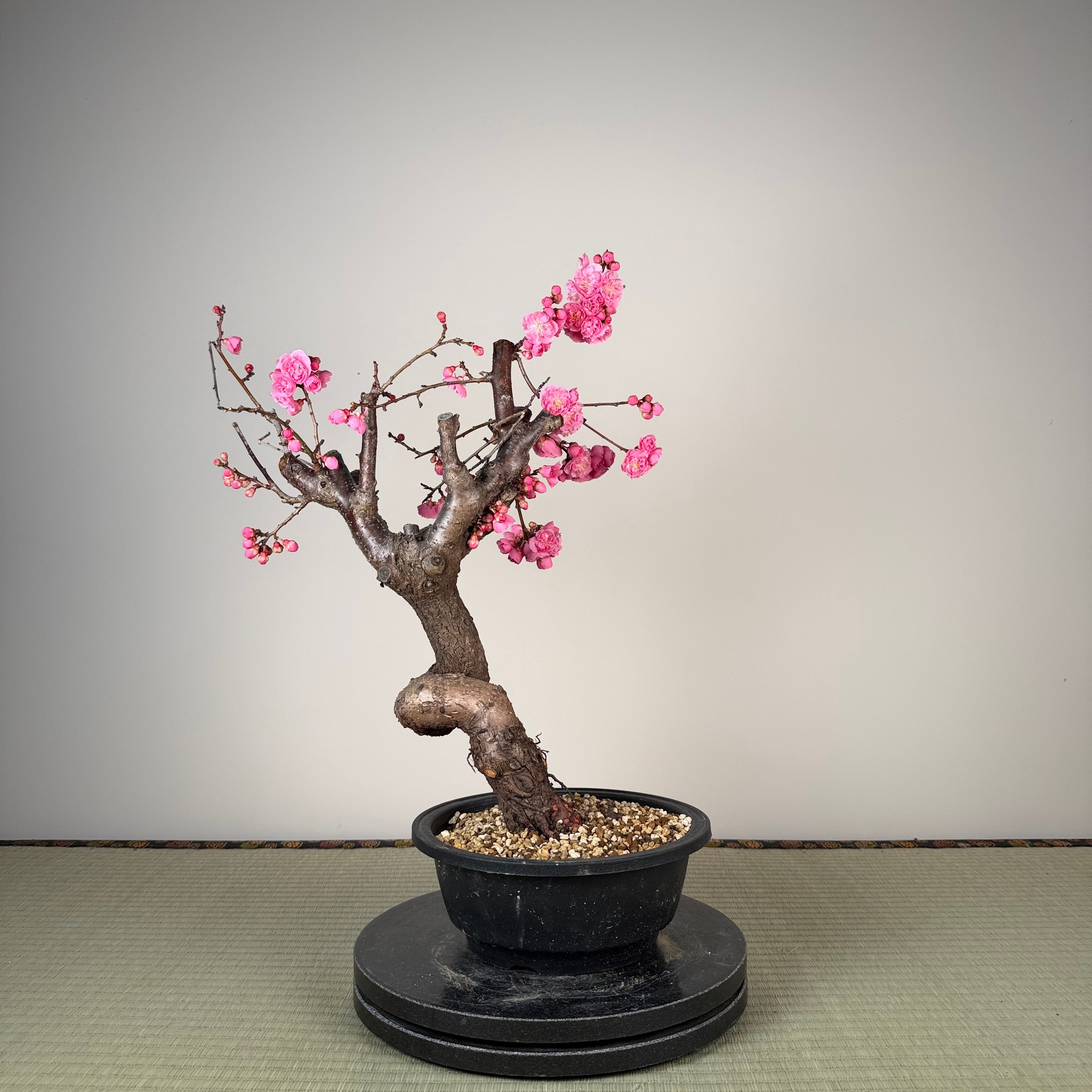Glycine floribunda