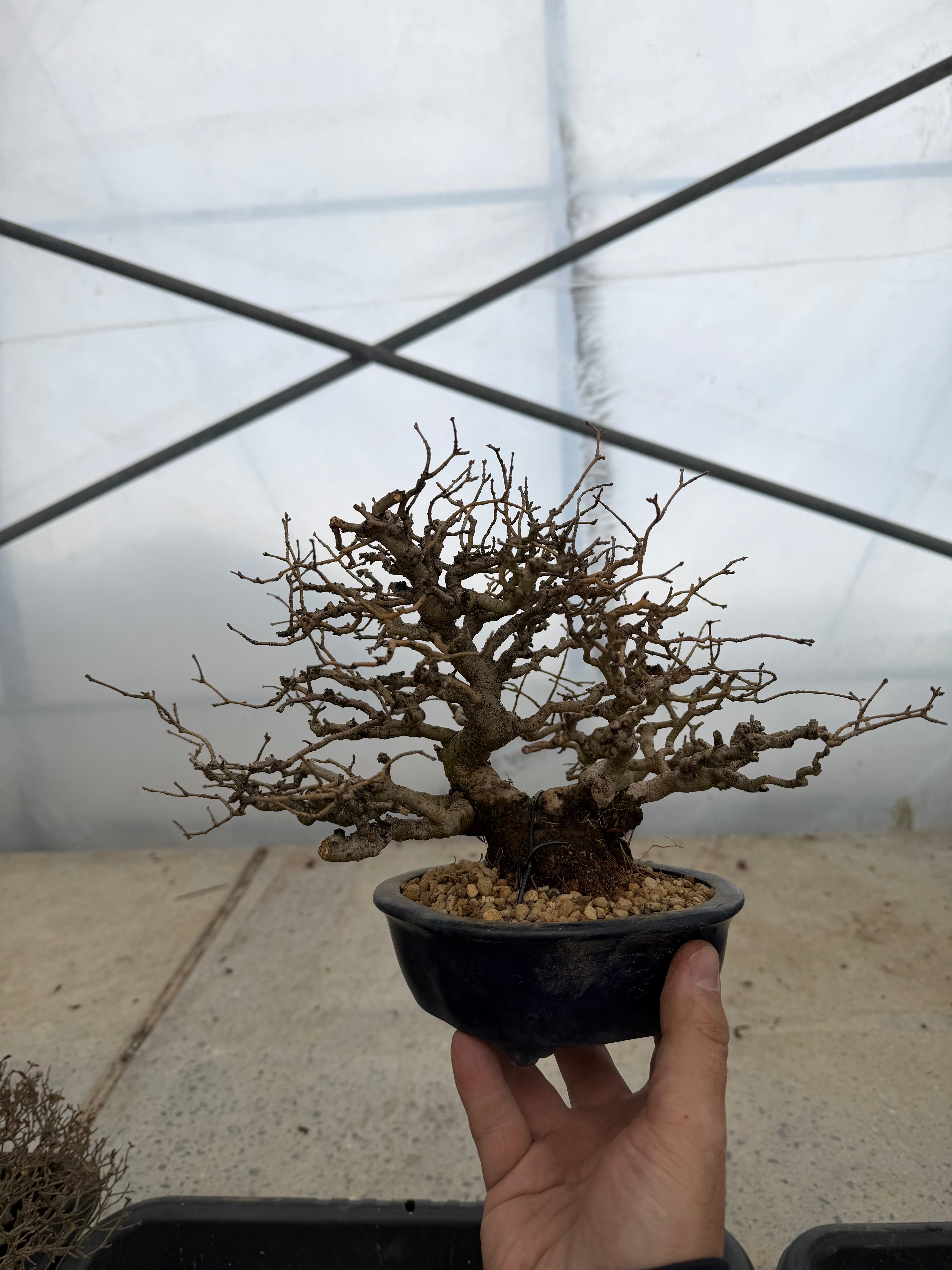 Ligustrum