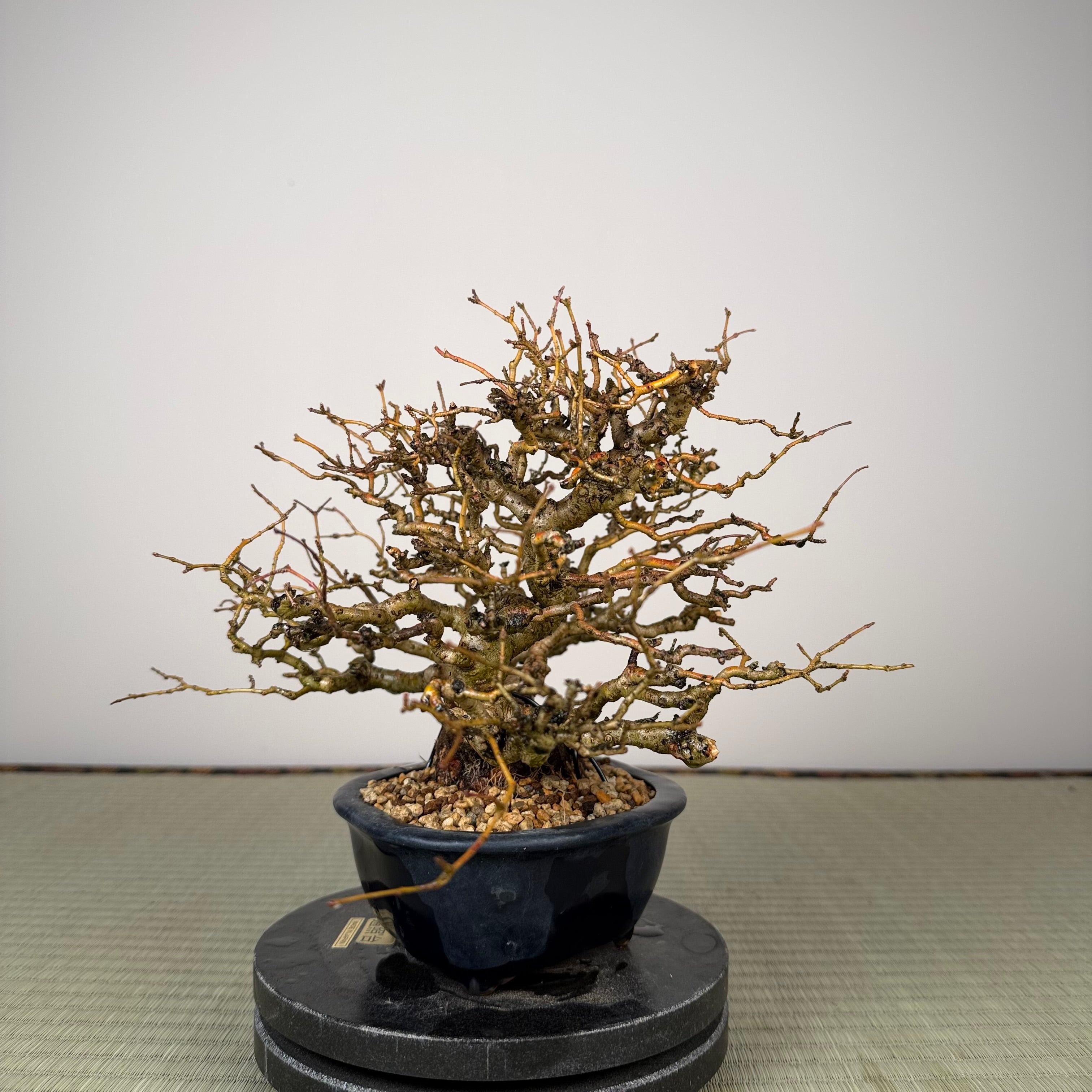 Ligustrum
