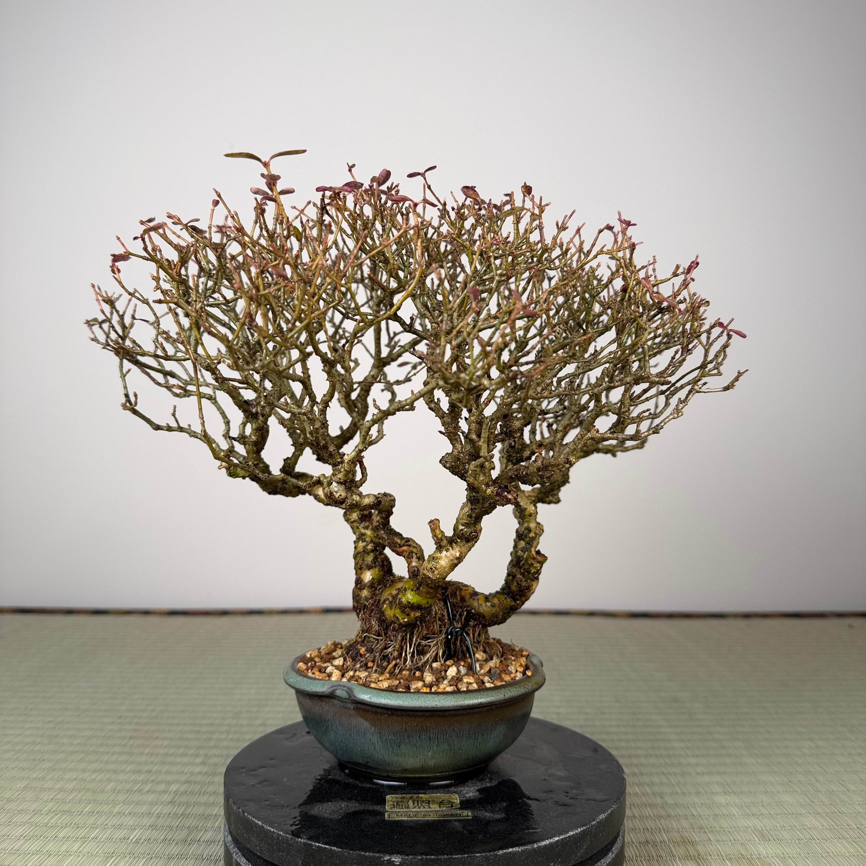 Ligustrum