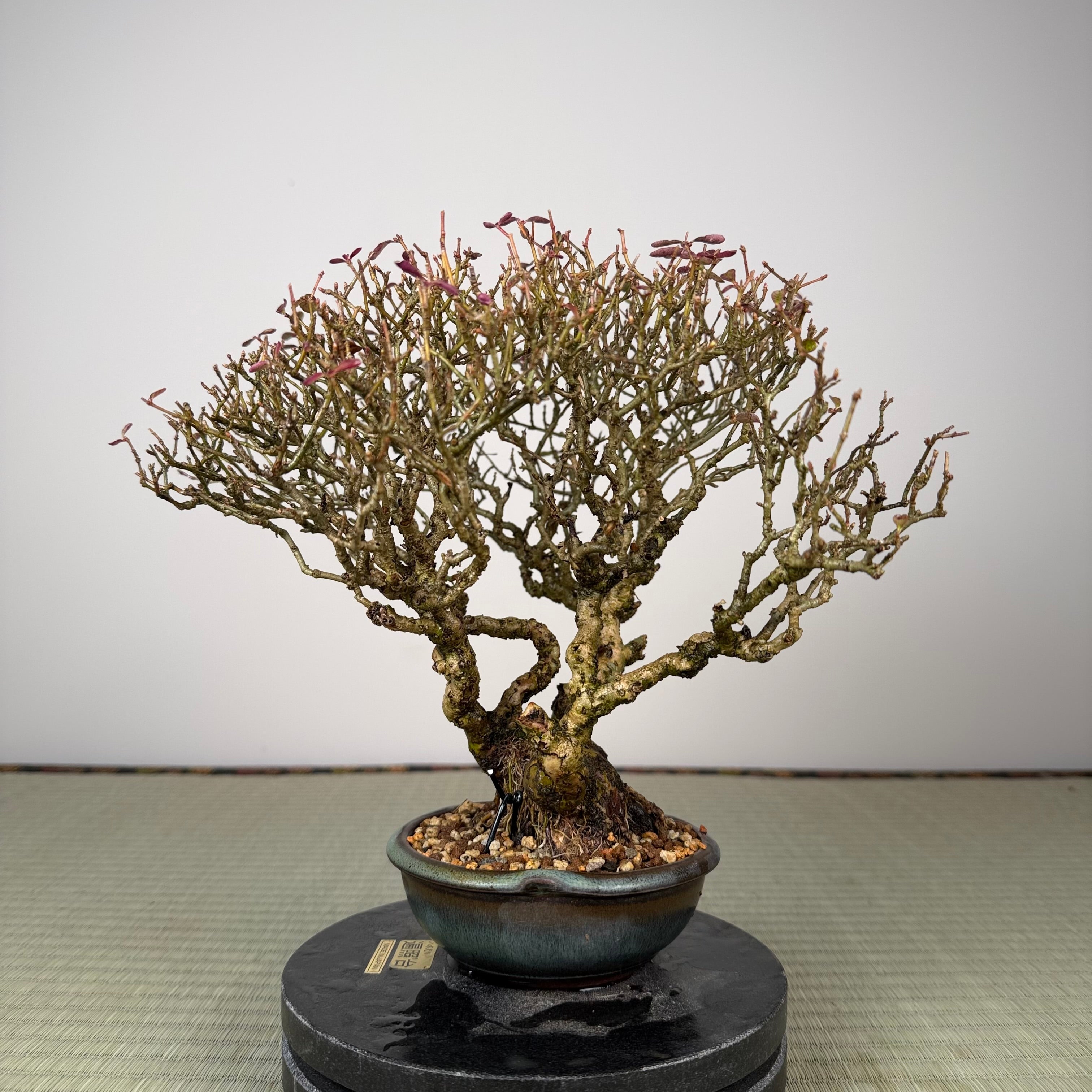 Ligustrum