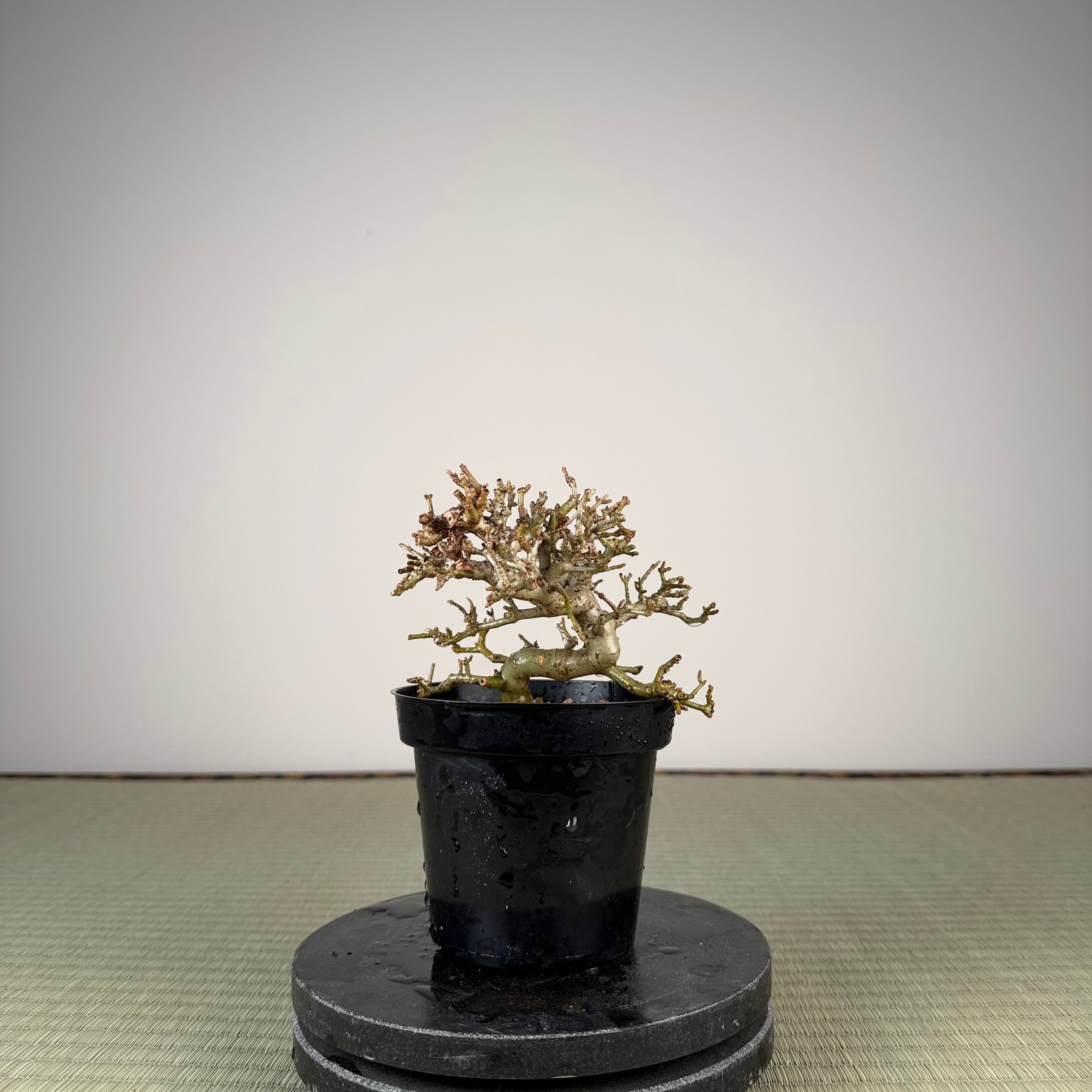 Ligustrum Arakawa *Voir note*