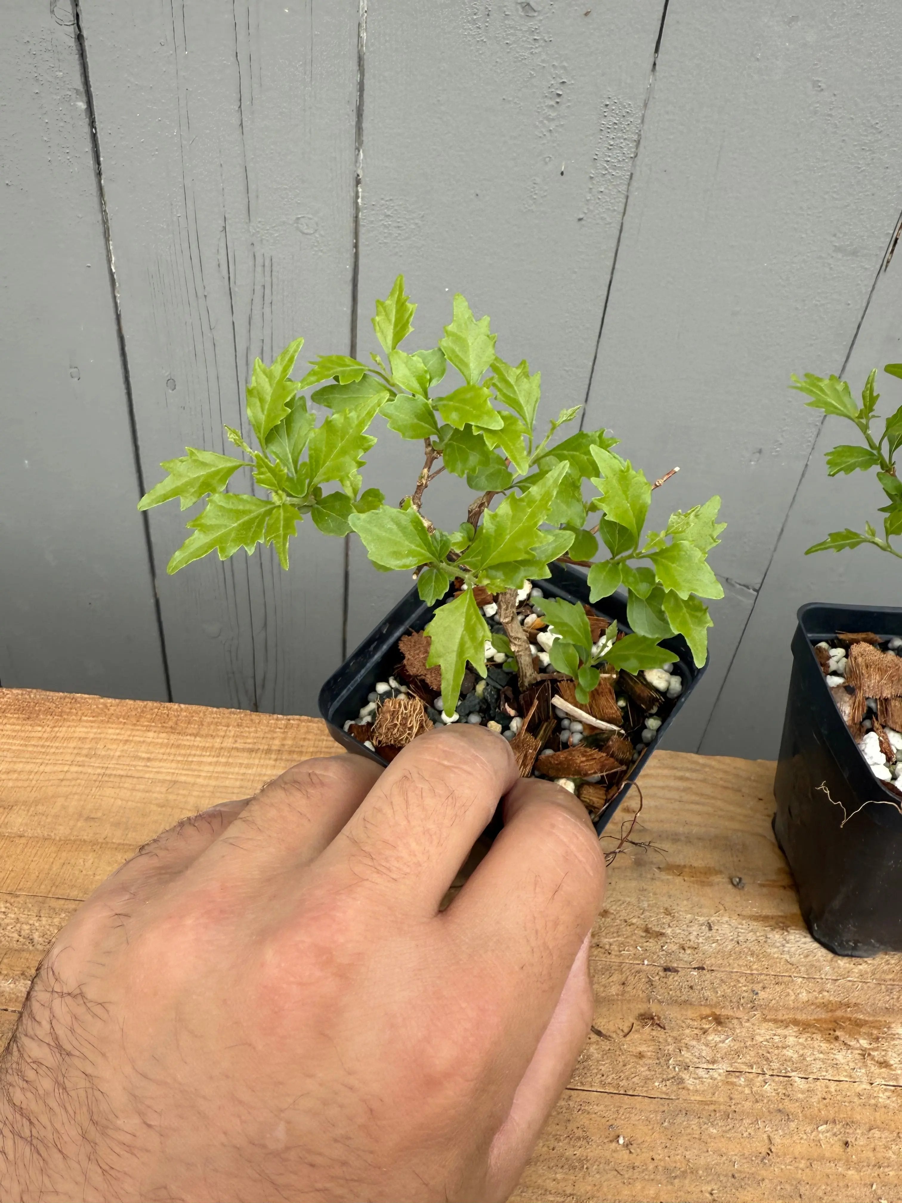 Premna japonica (rooted cuttings) Canada Bonsai