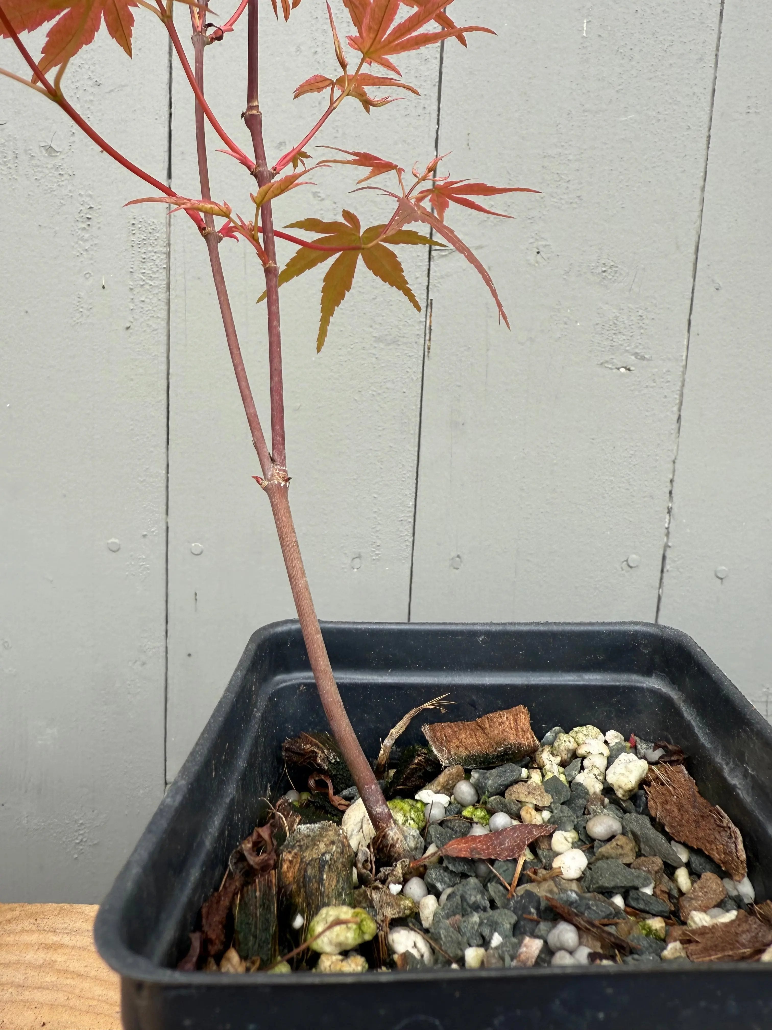 Acer palmatum 'Deshojo' (whips) Canada Bonsai