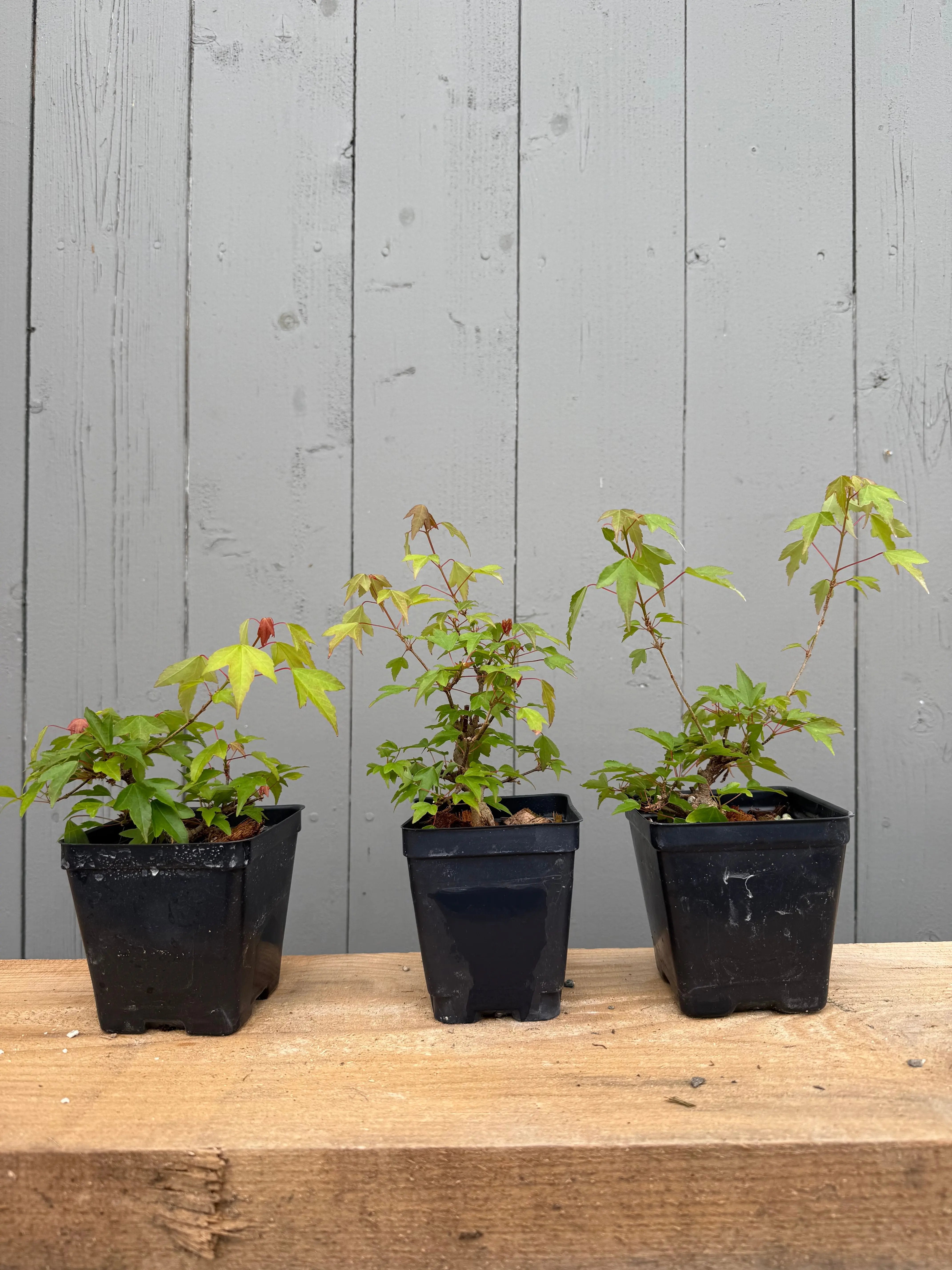 Acer buergerianum (small leaf strain) Canada Bonsai