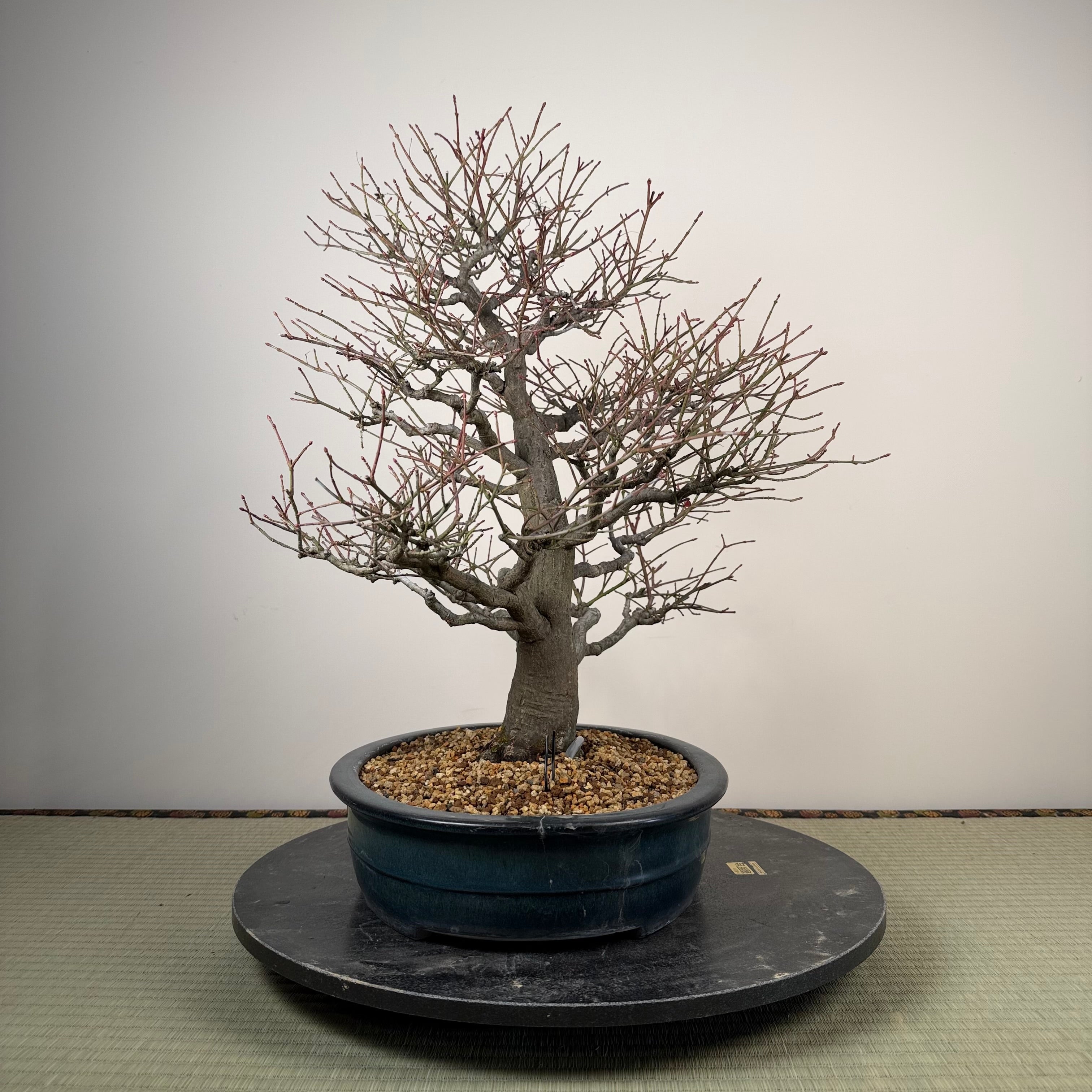 Euonymus