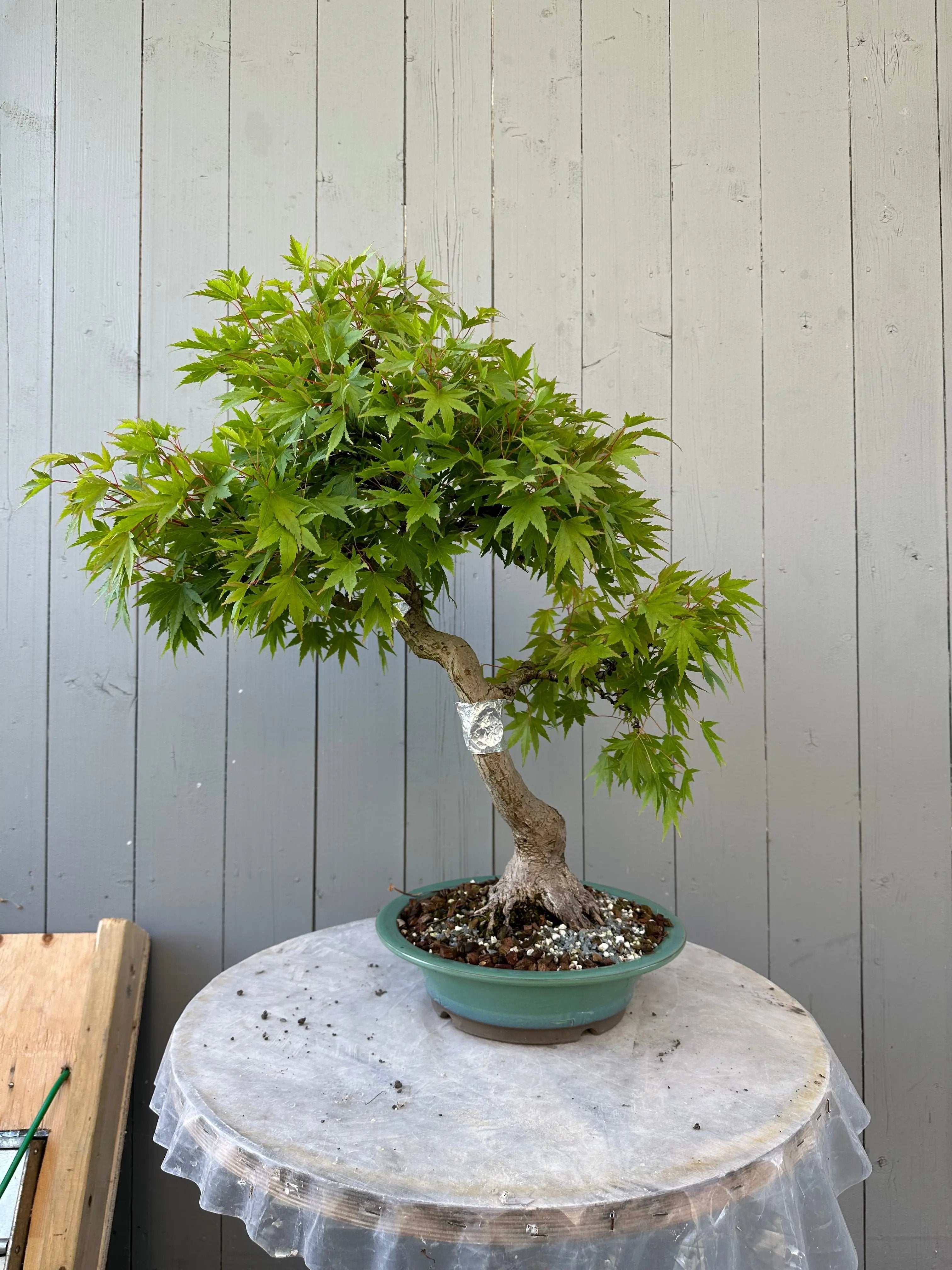 Acer palmatum #4 Canada Bonsai