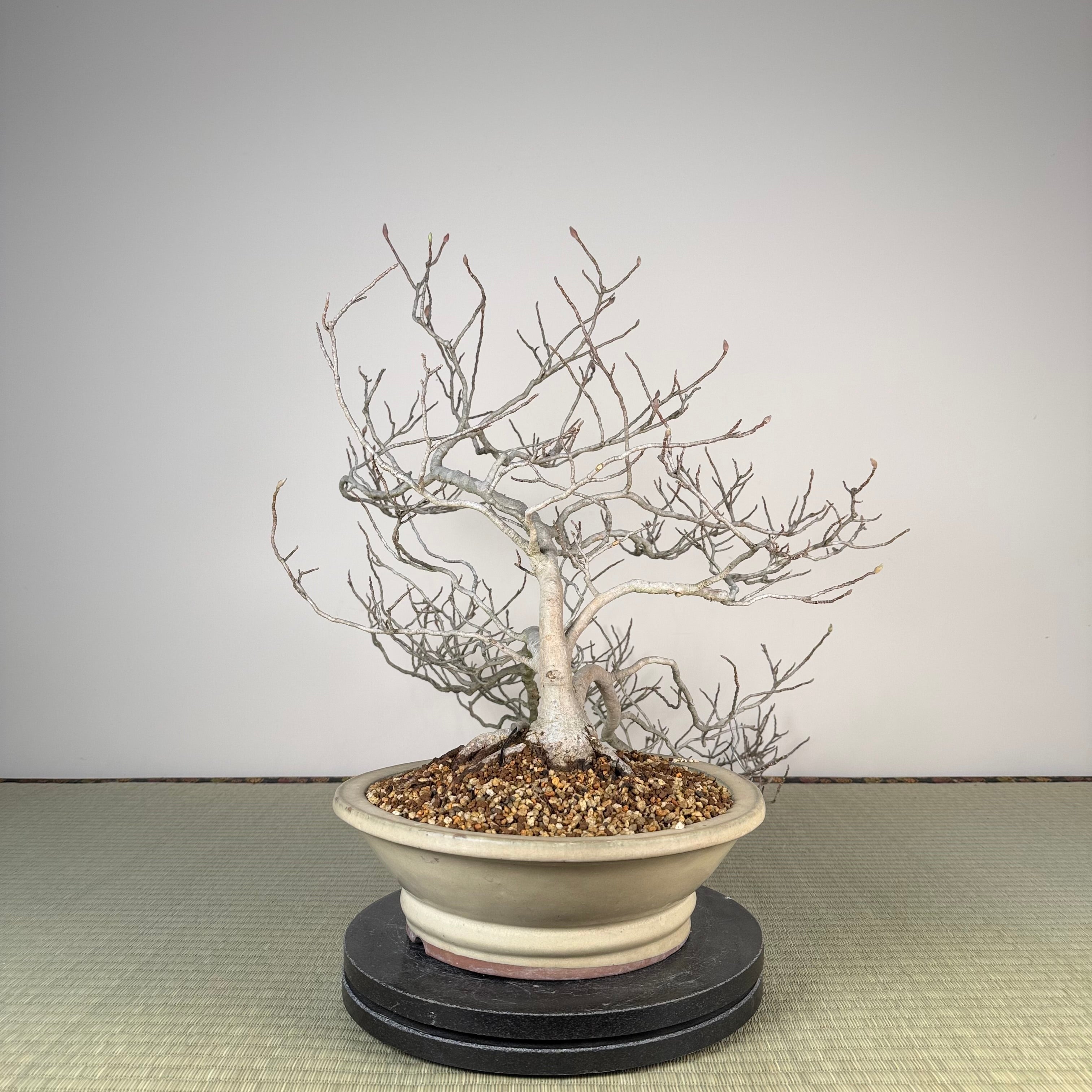 Magnolia (purple)