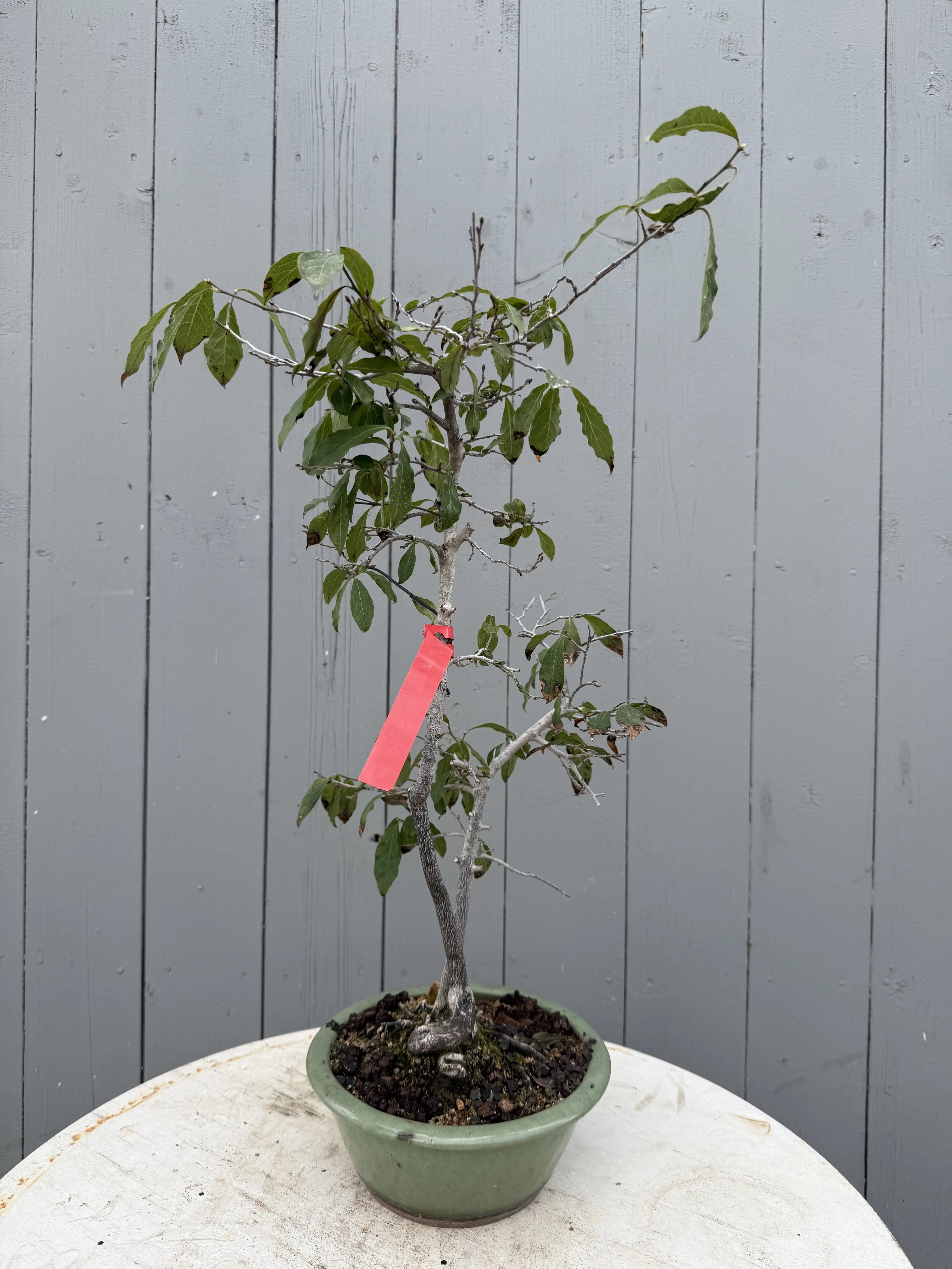 Diopsyros rhombifolia Canada Bonsai