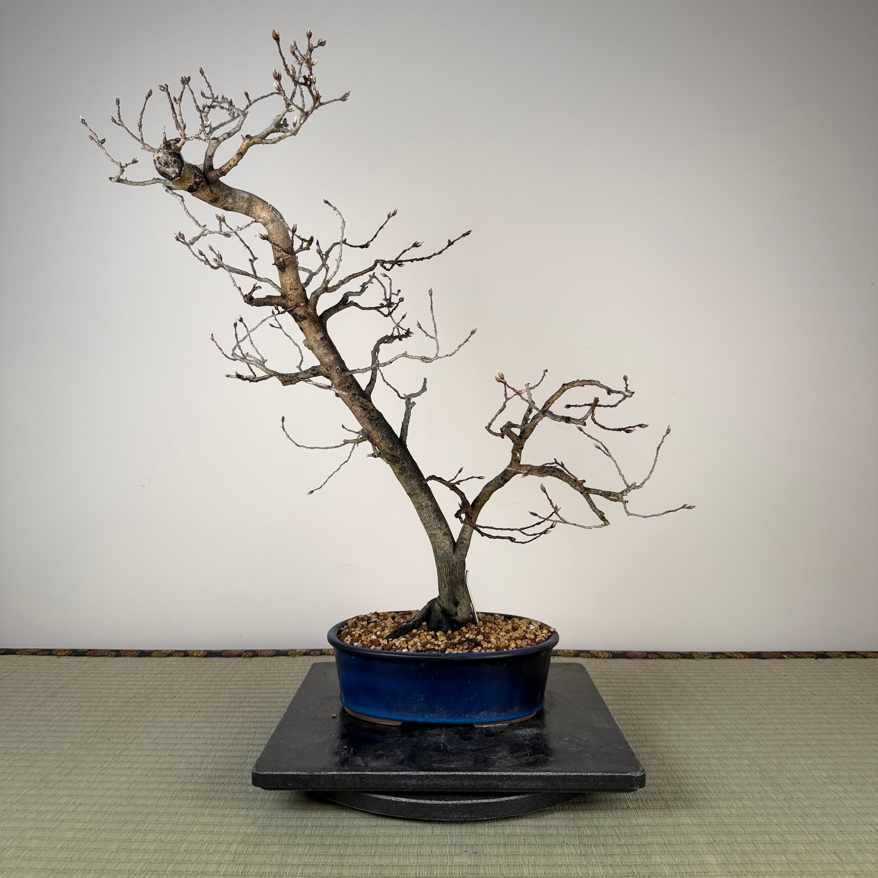 Diospyros rhombifolia (mâle)