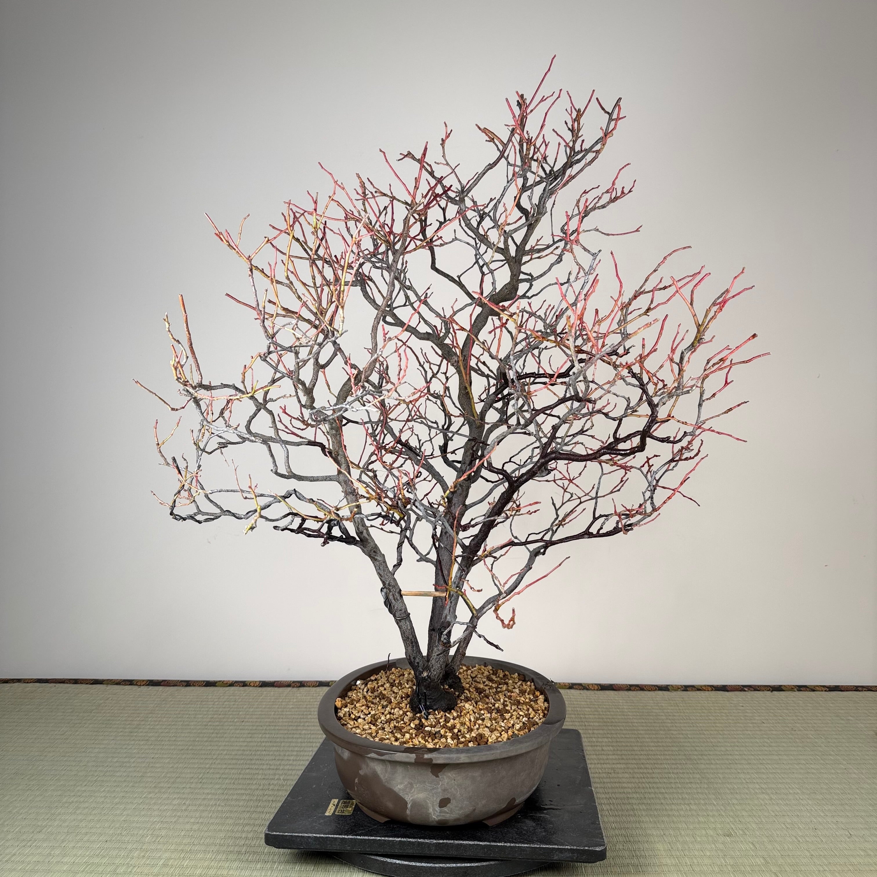 Itea japonica