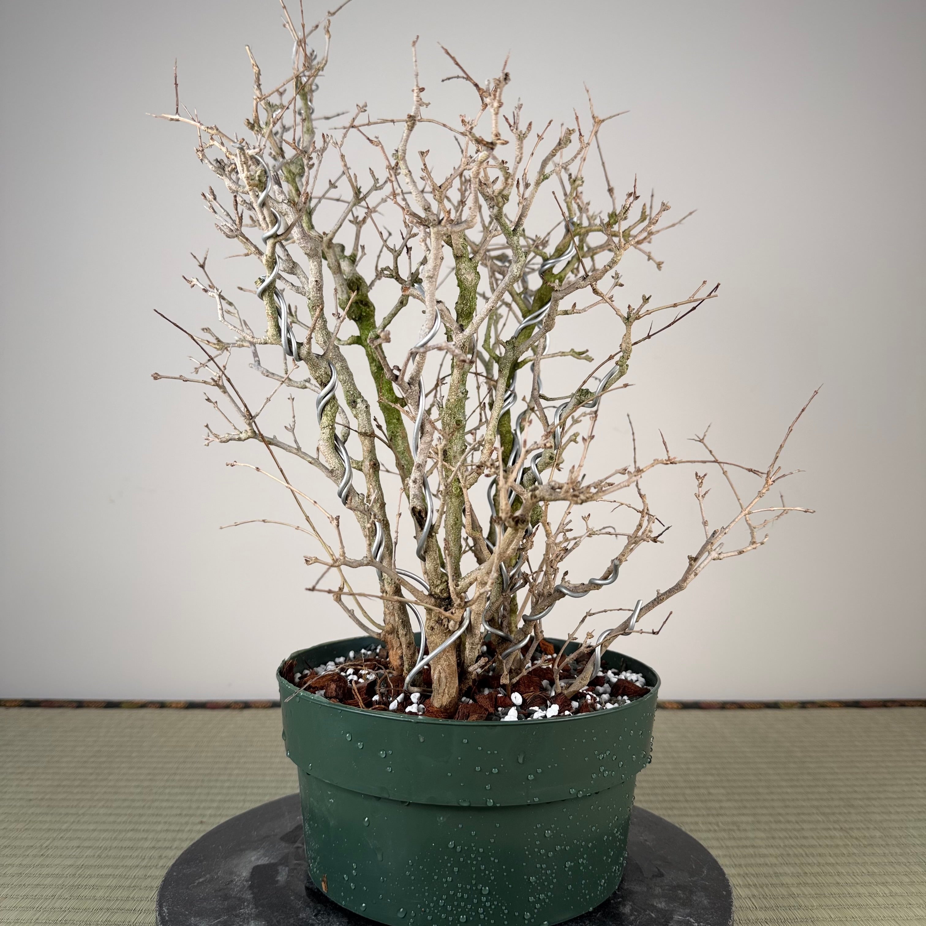 Punica granatum