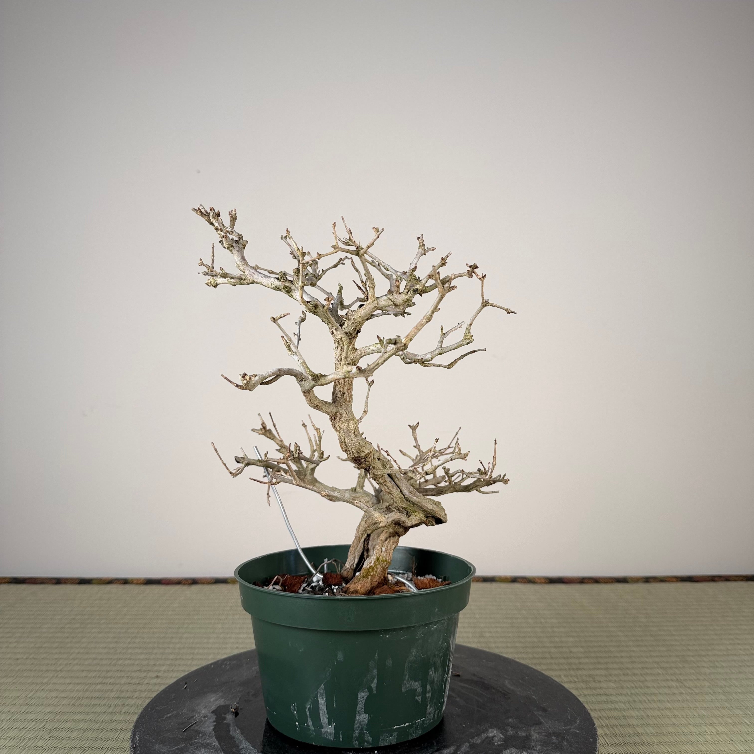 Punica granatum