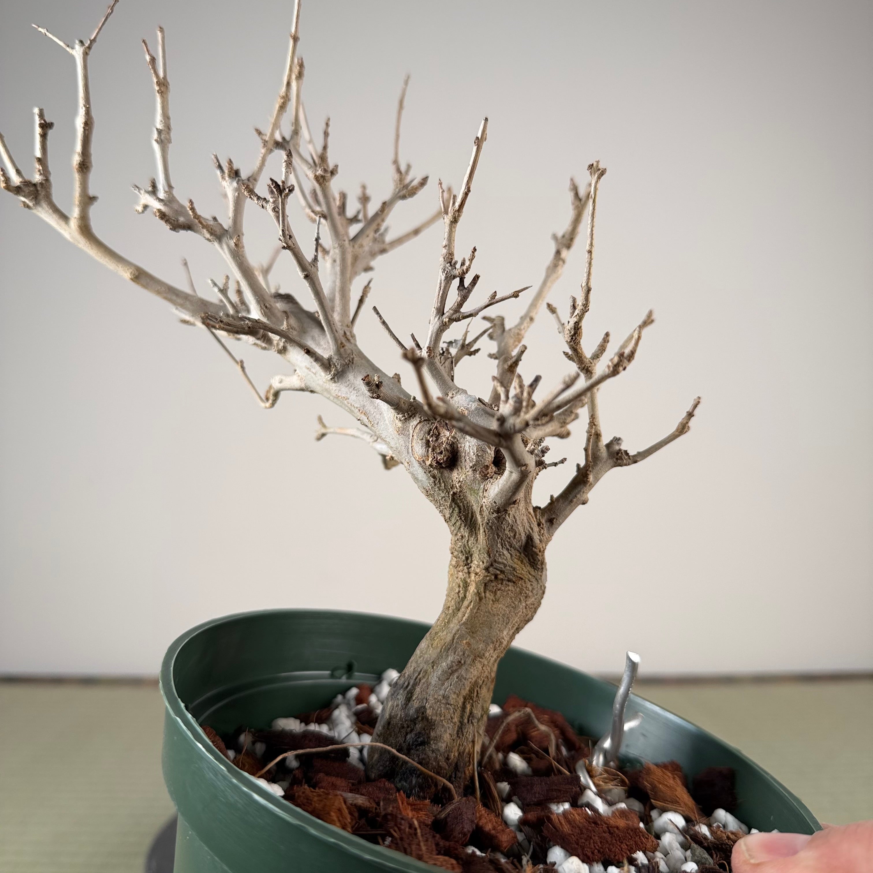 Punica granatum
