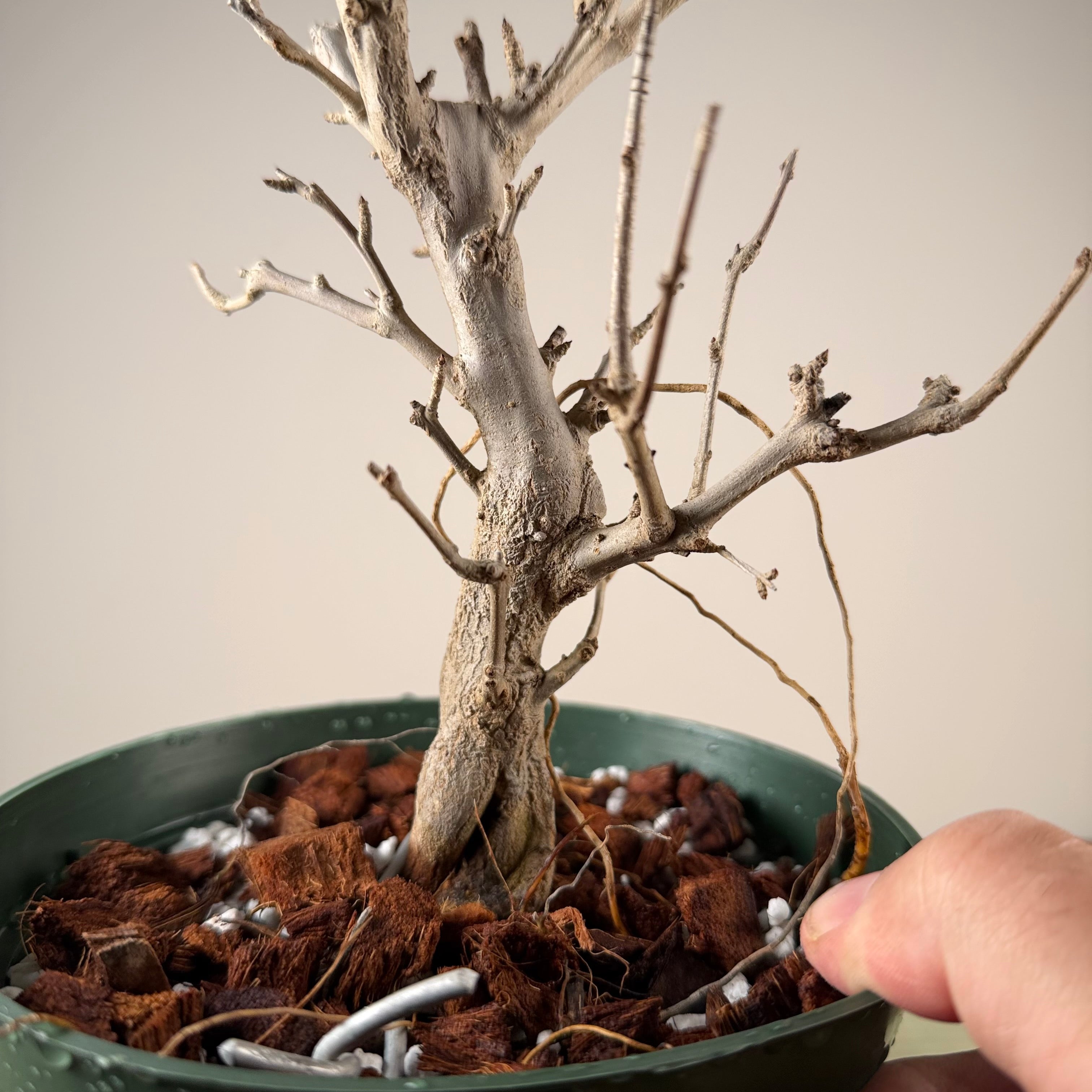 Punica granatum