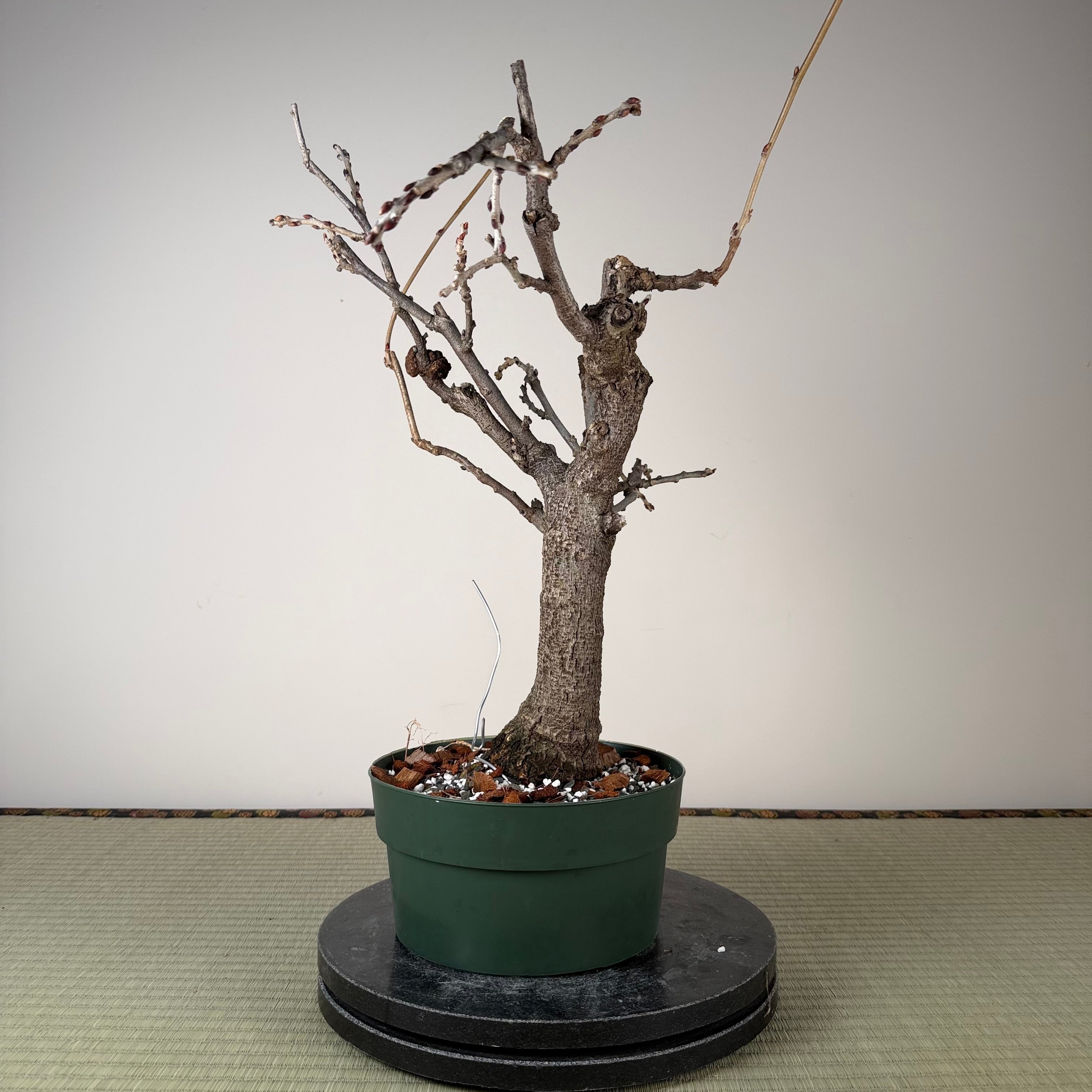 Wisteria floribunda