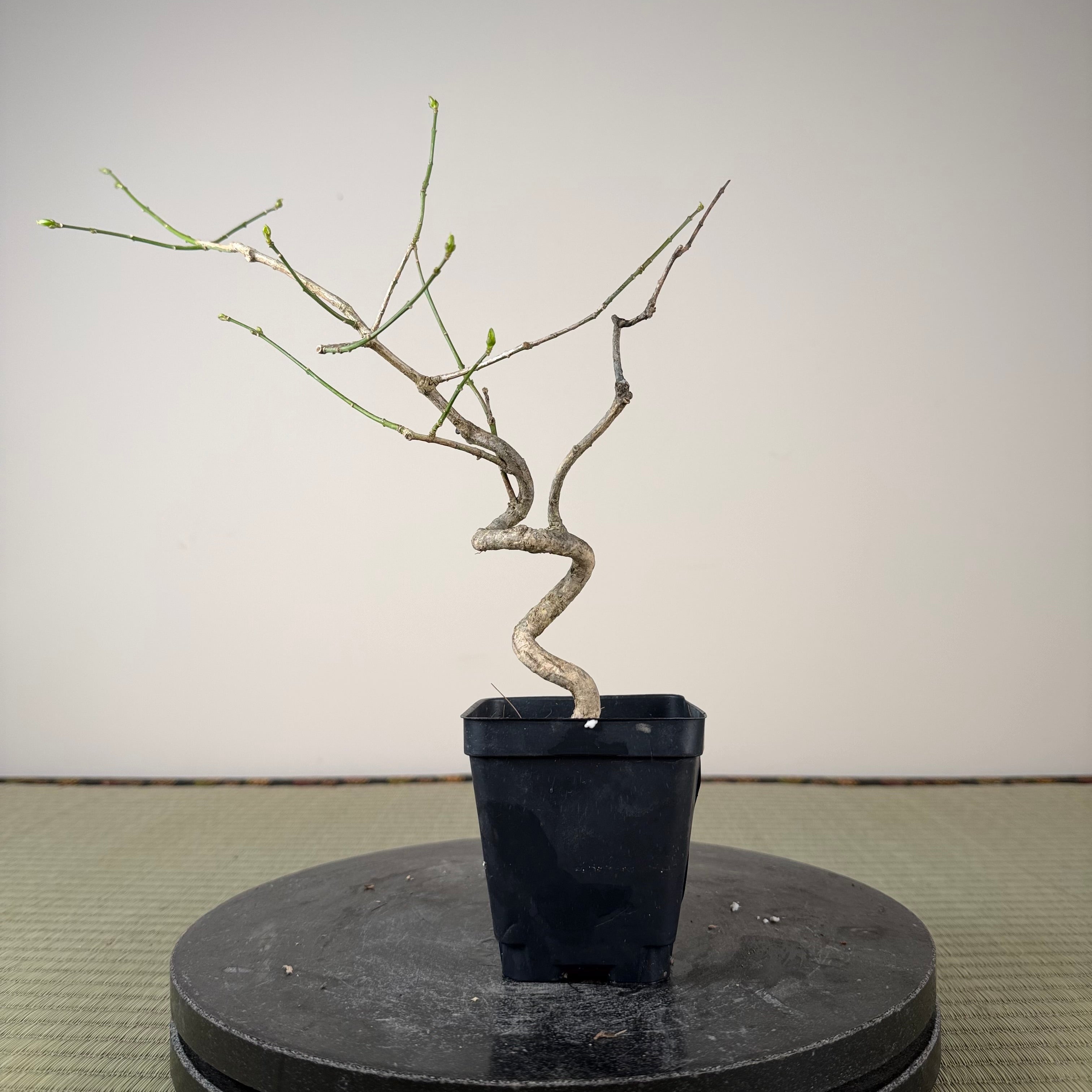 Euonymus